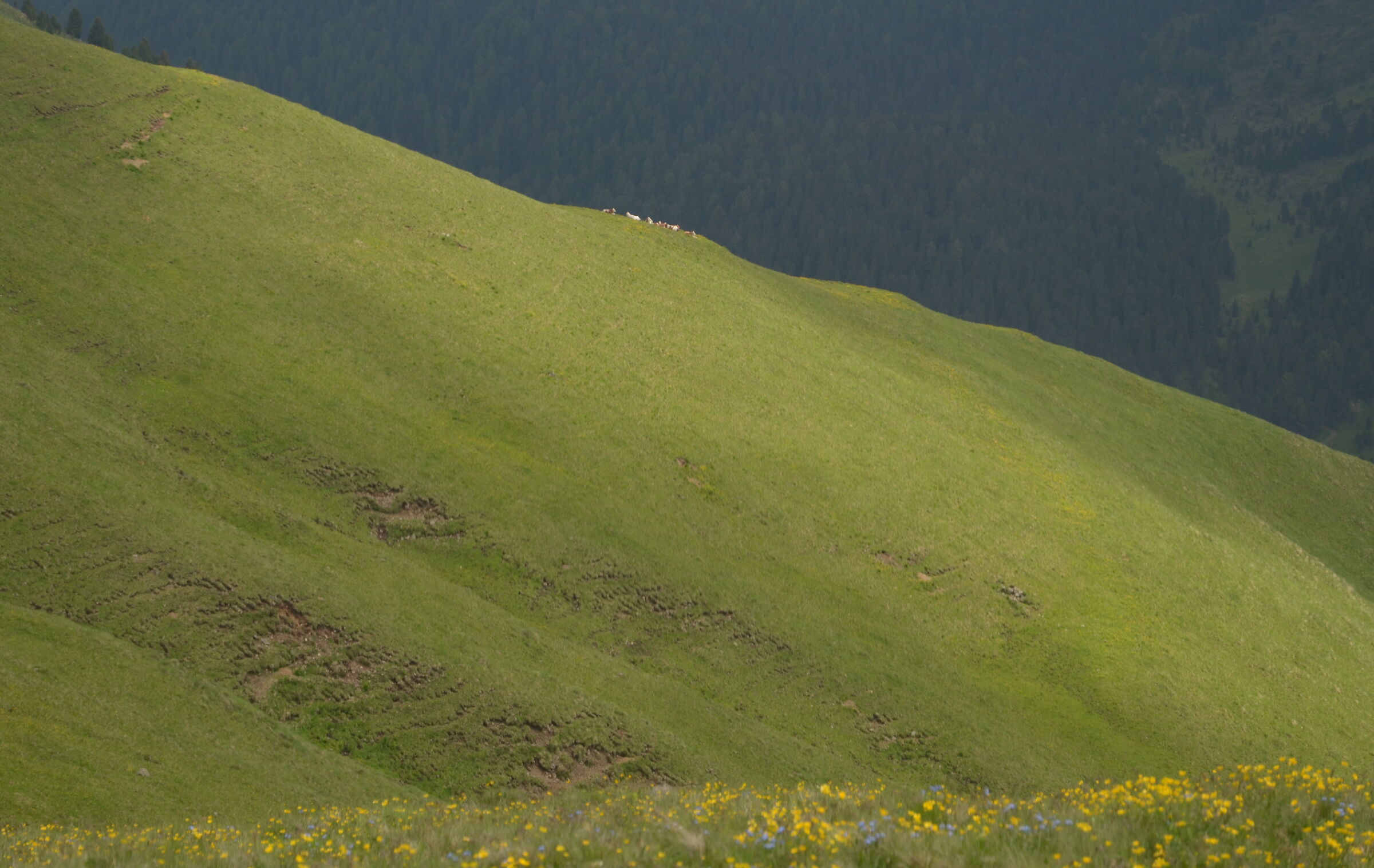 Da Col Rodella verso il rifugio Pertini