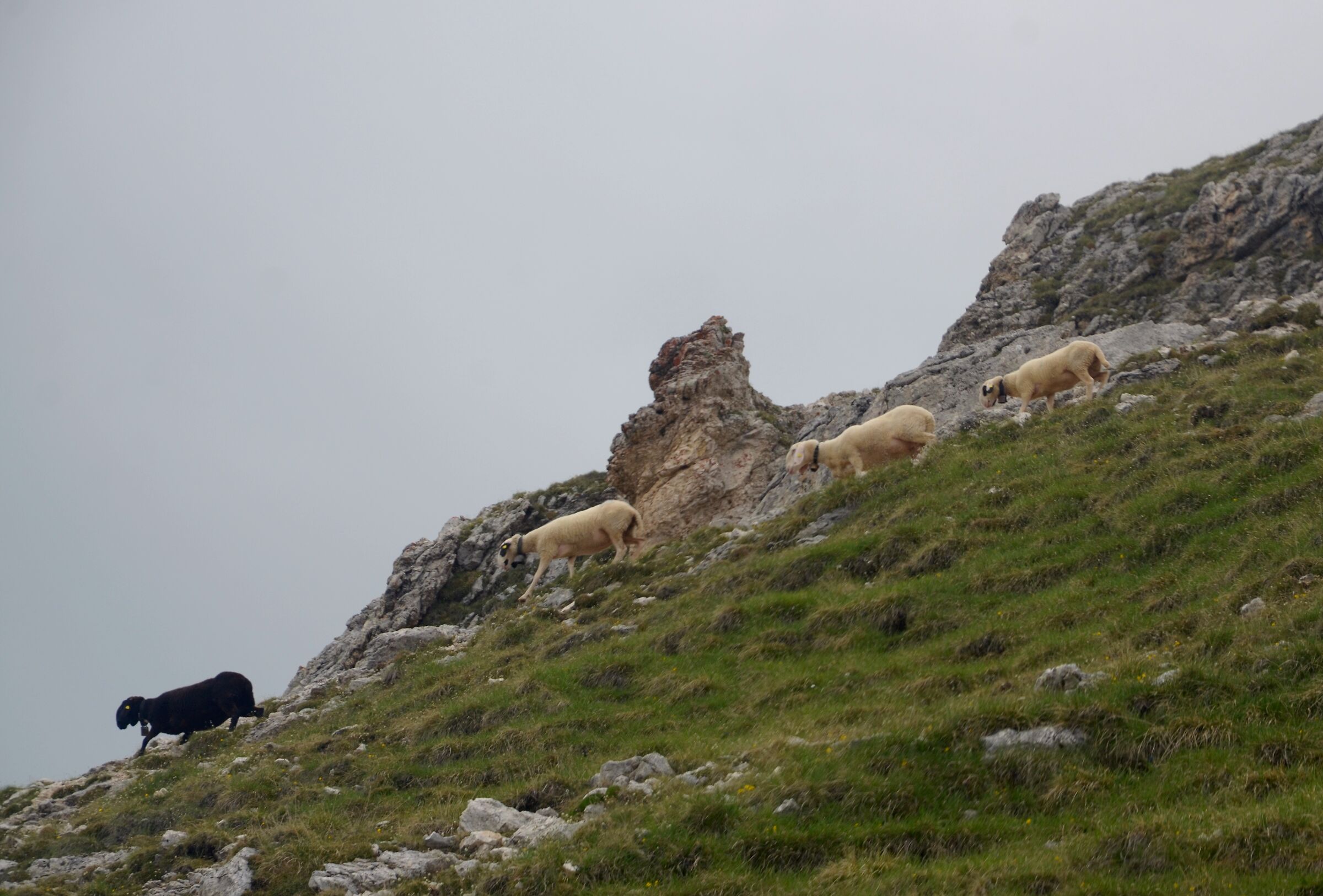 Da Col Rodella verso il rifugio Pertini
