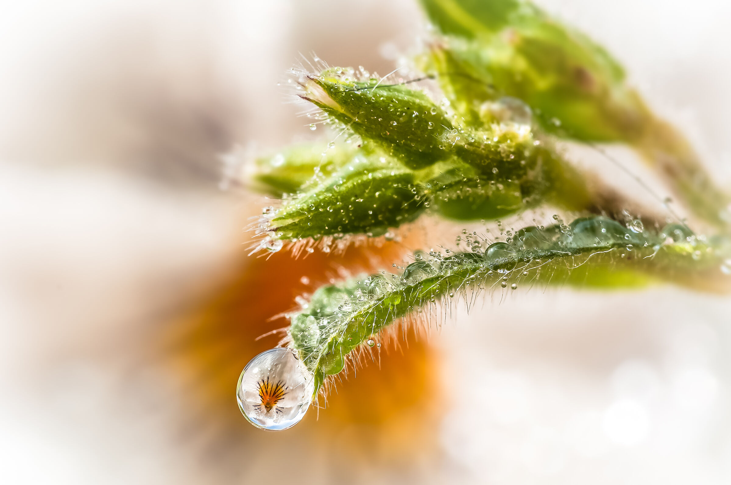 Drops & Flowers in macro photography