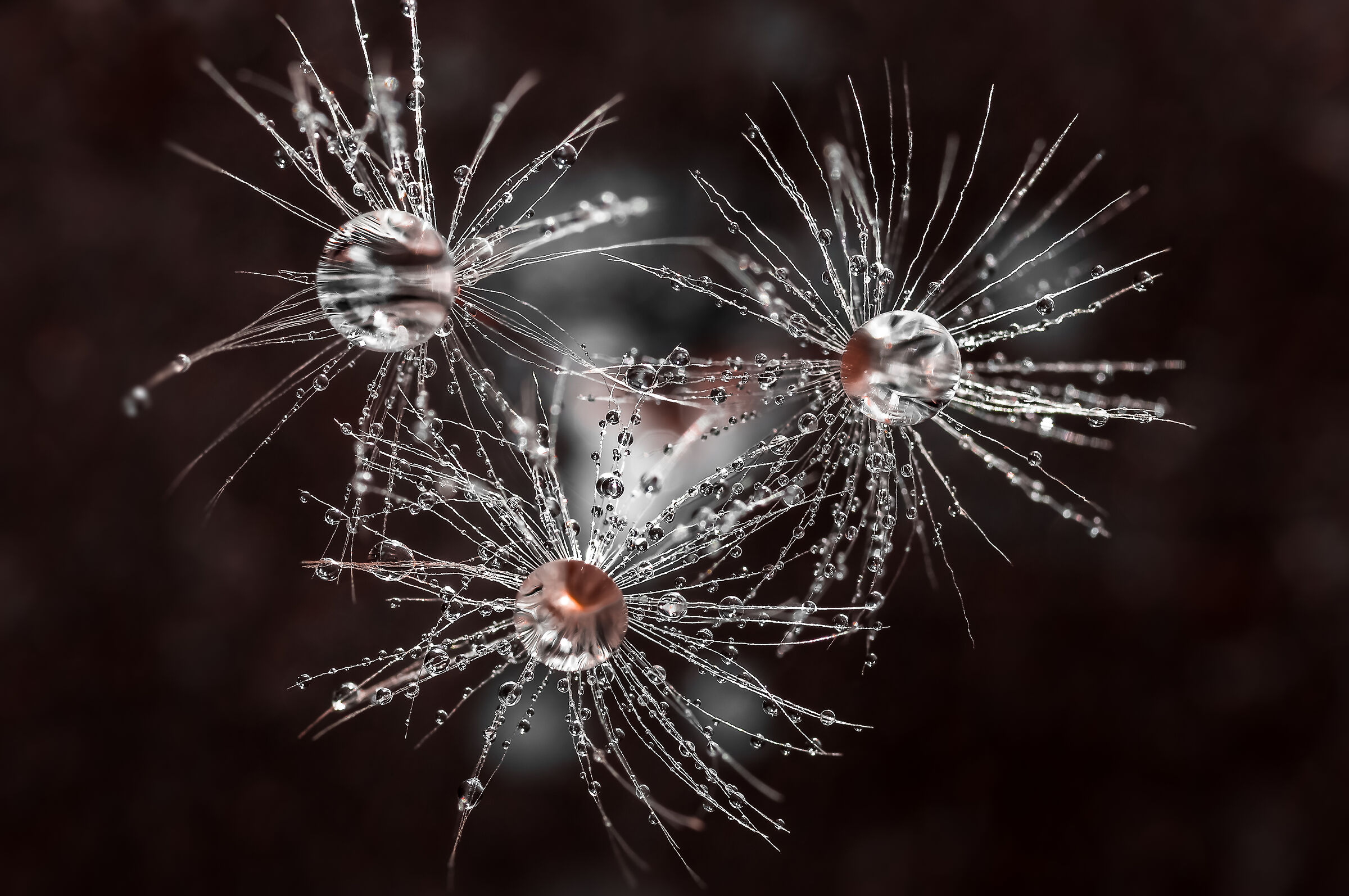 Drops & Flowers in macro photography