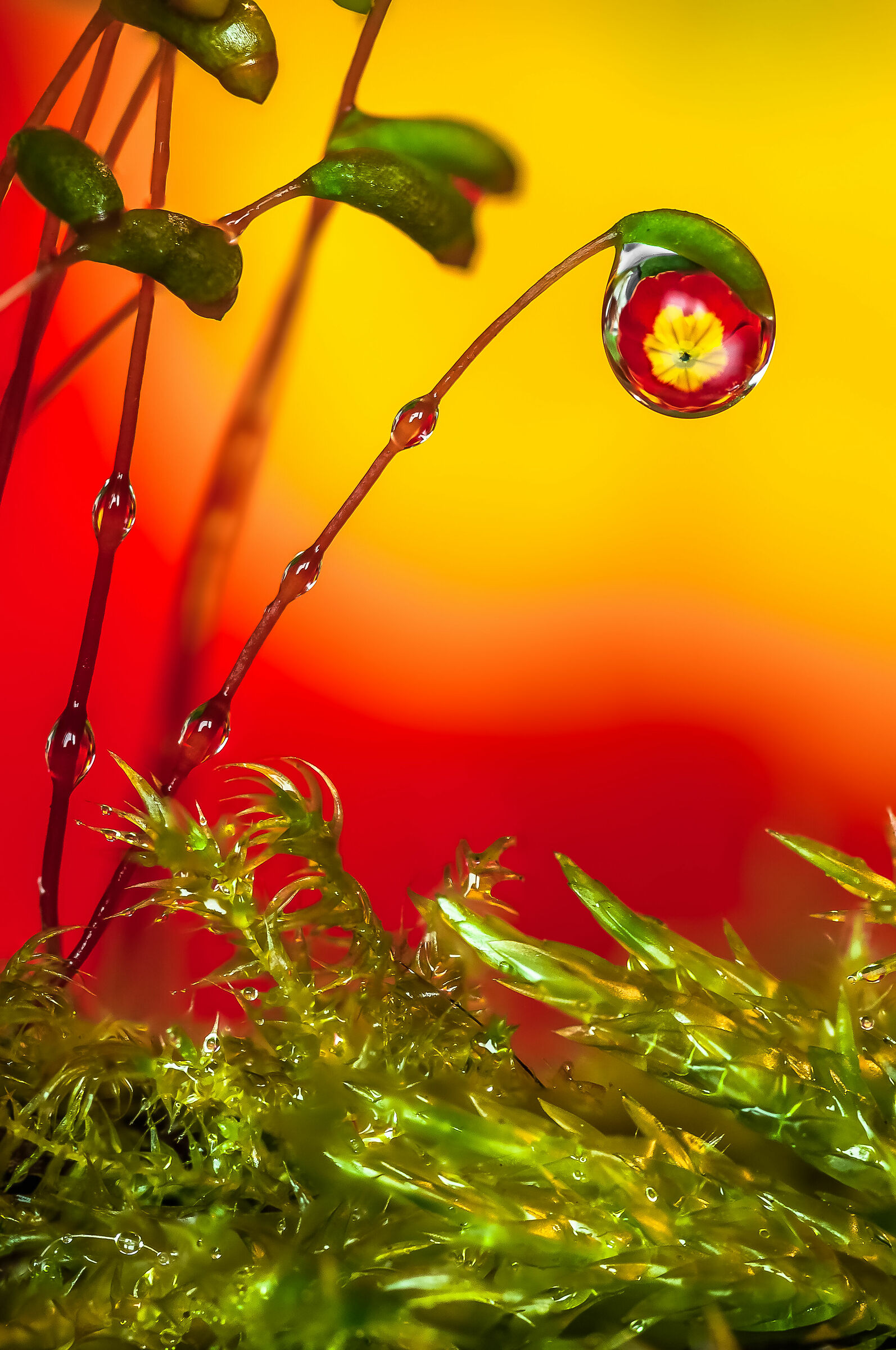 Drops & Flowers in macro photography