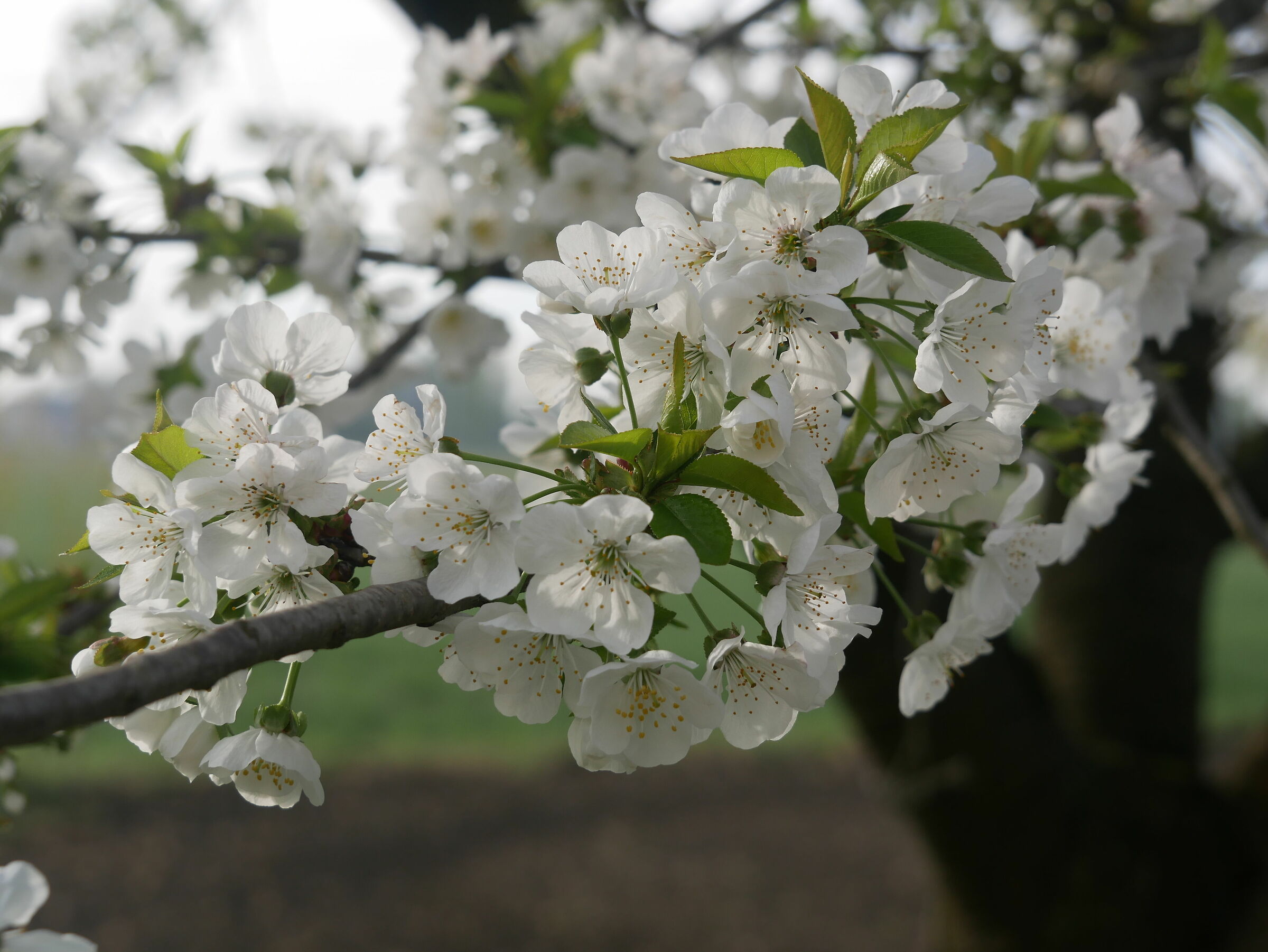 A little hope in new life