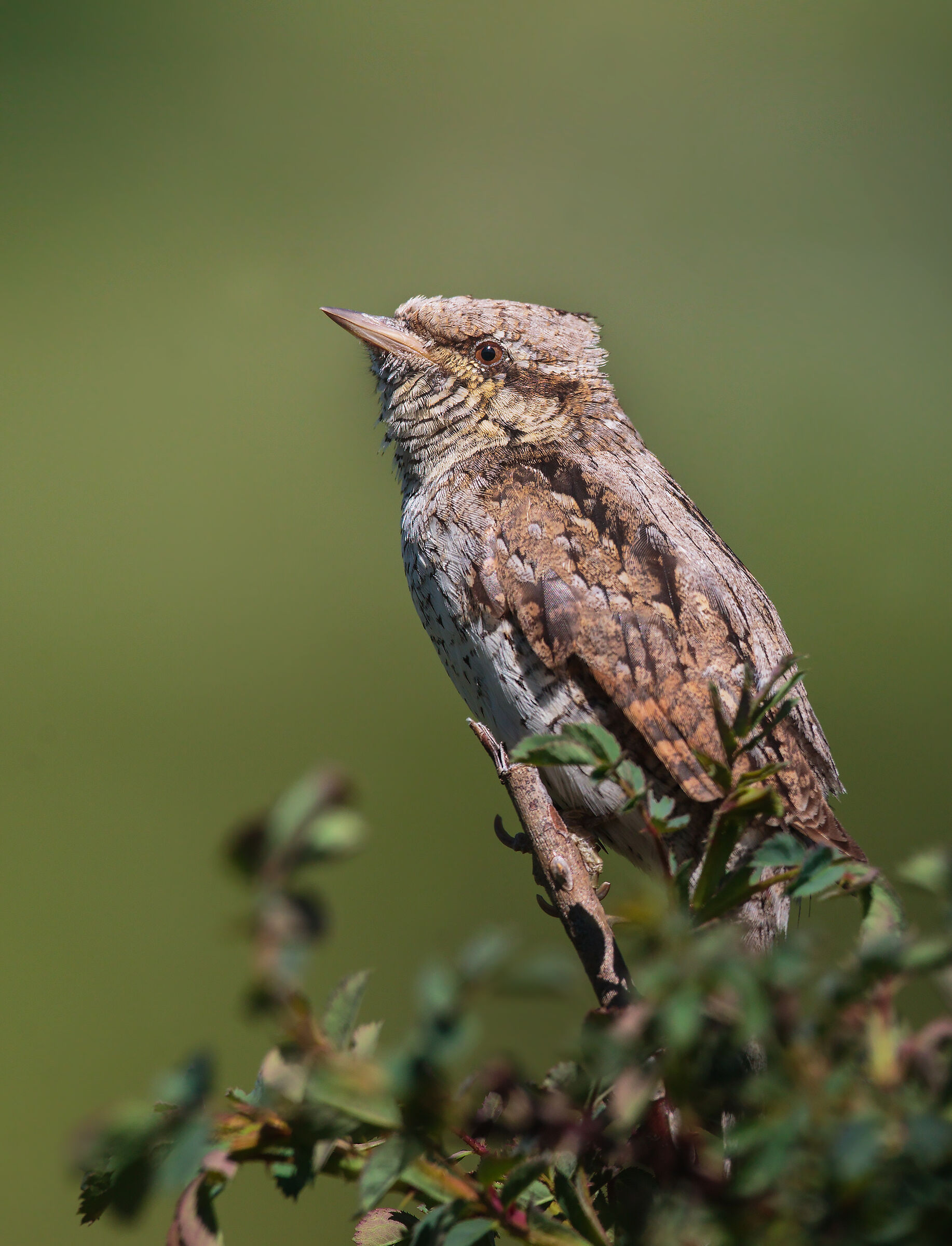 Torcicollo e rosa selvatica