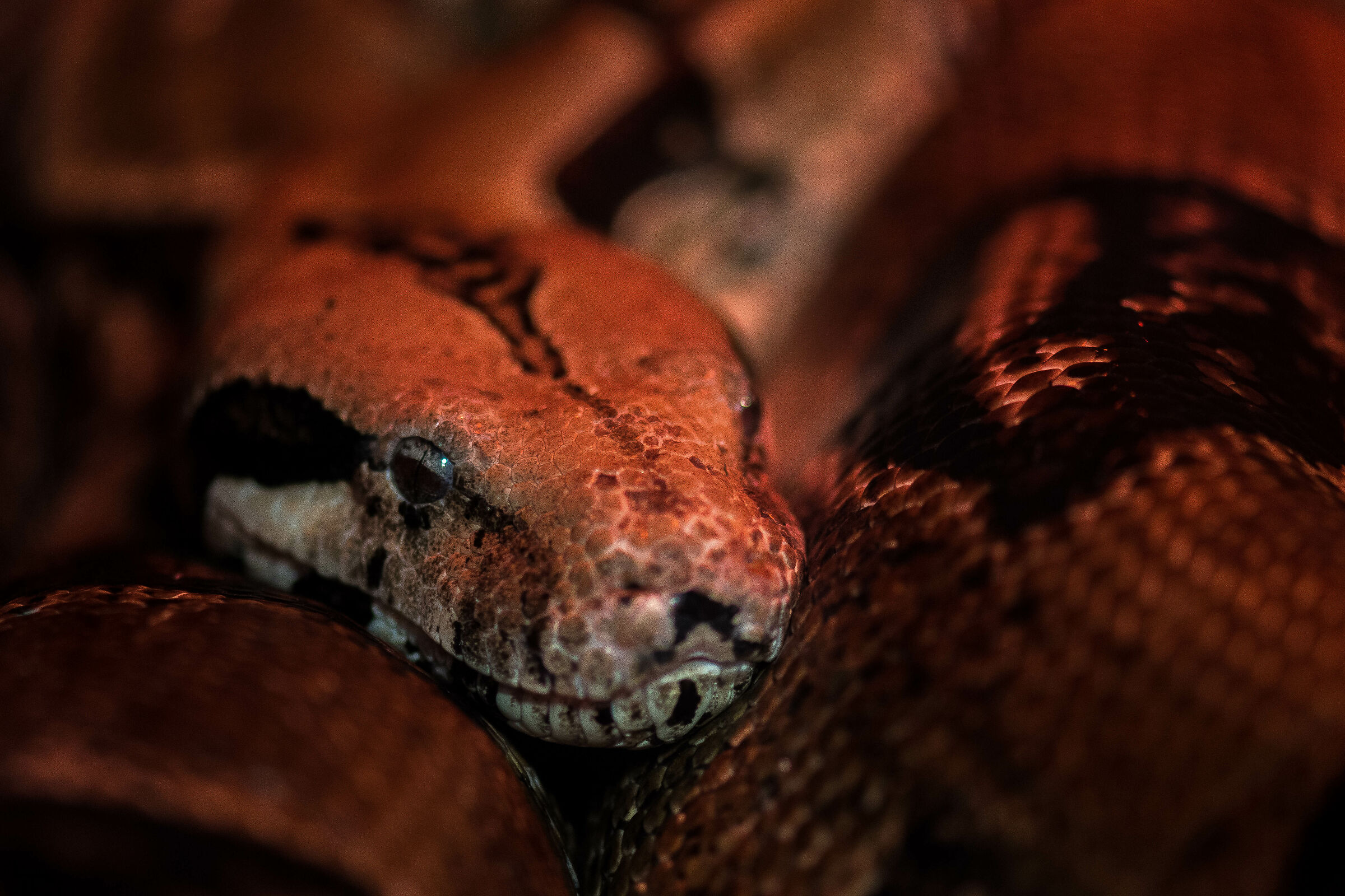 L'occhio del serpente