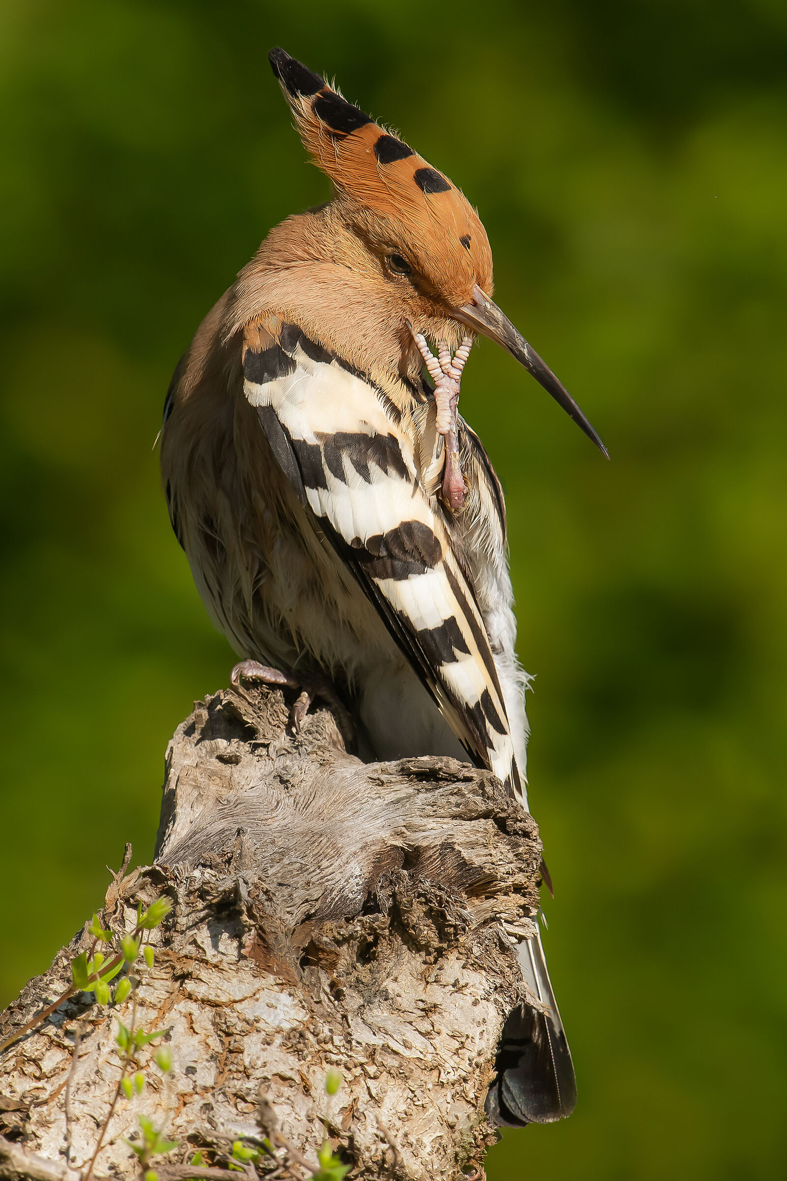 Hoopoe