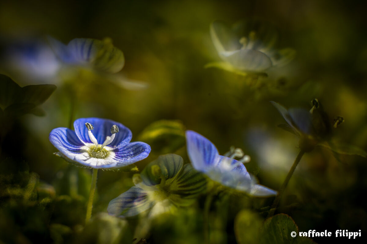 Veronica comune dal punto di vista della formica
