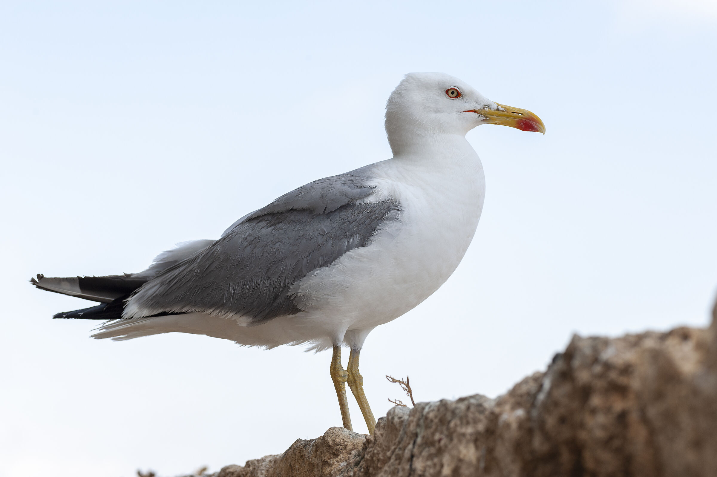 Il Gabbiano Jonathan Livingston
