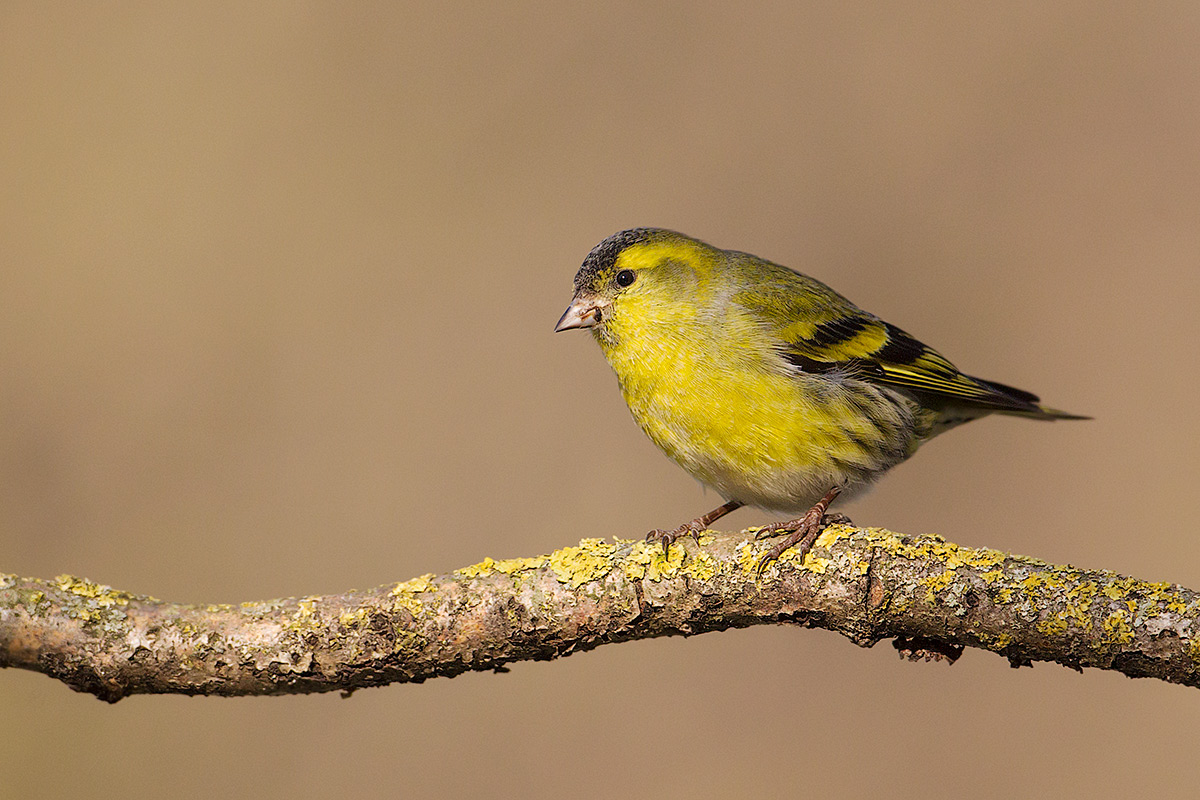 siskin