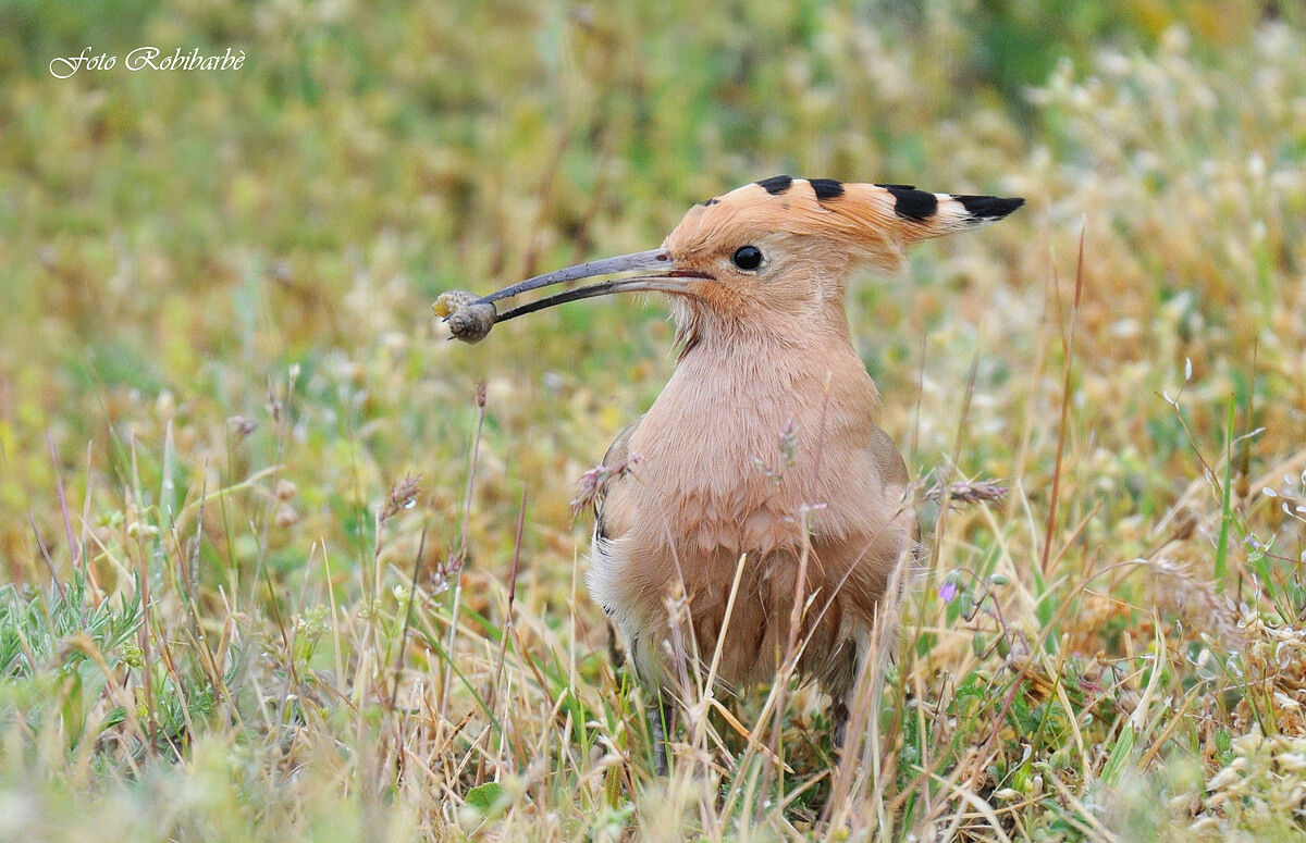 Hoopoe... With prey...