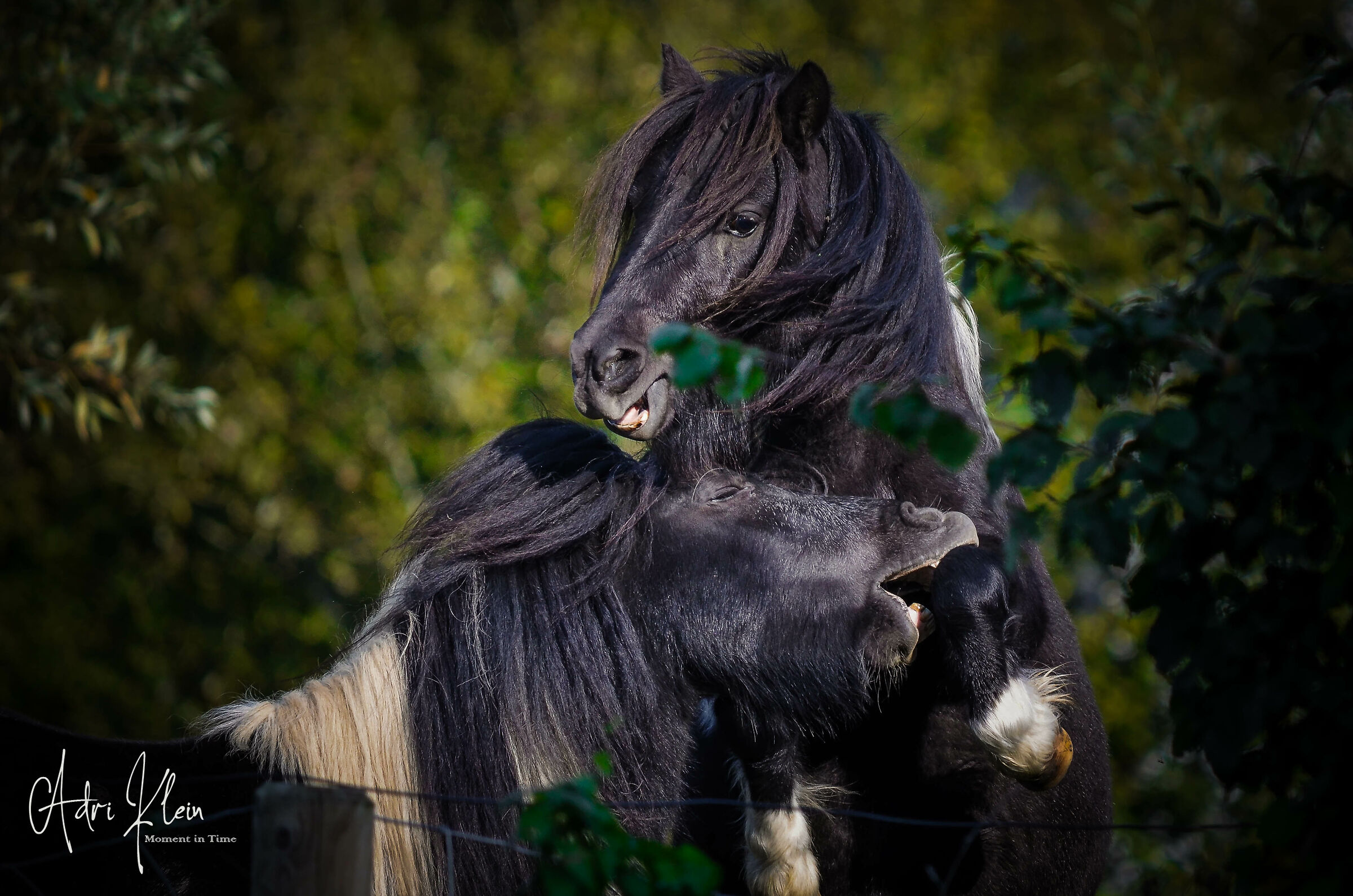 Horses