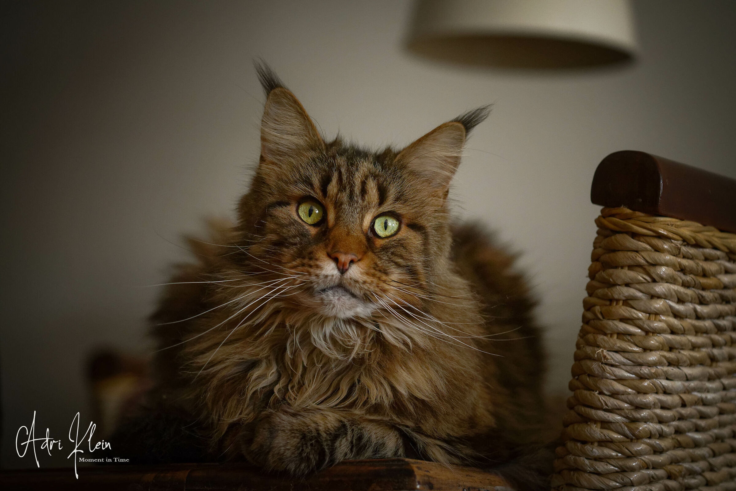 Maine coon