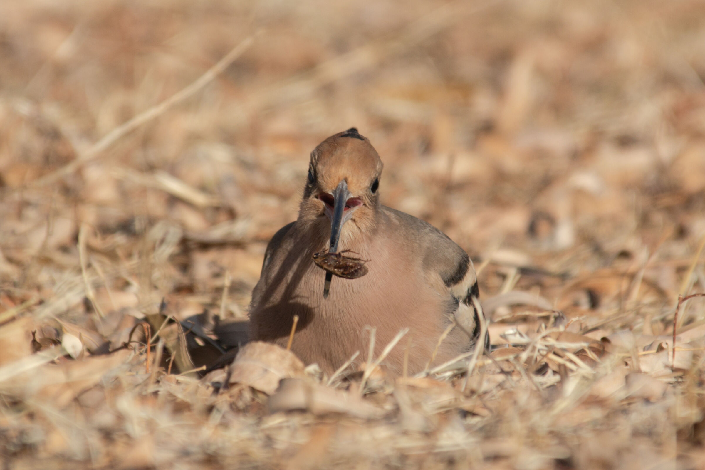 Spuntino di un' upupa