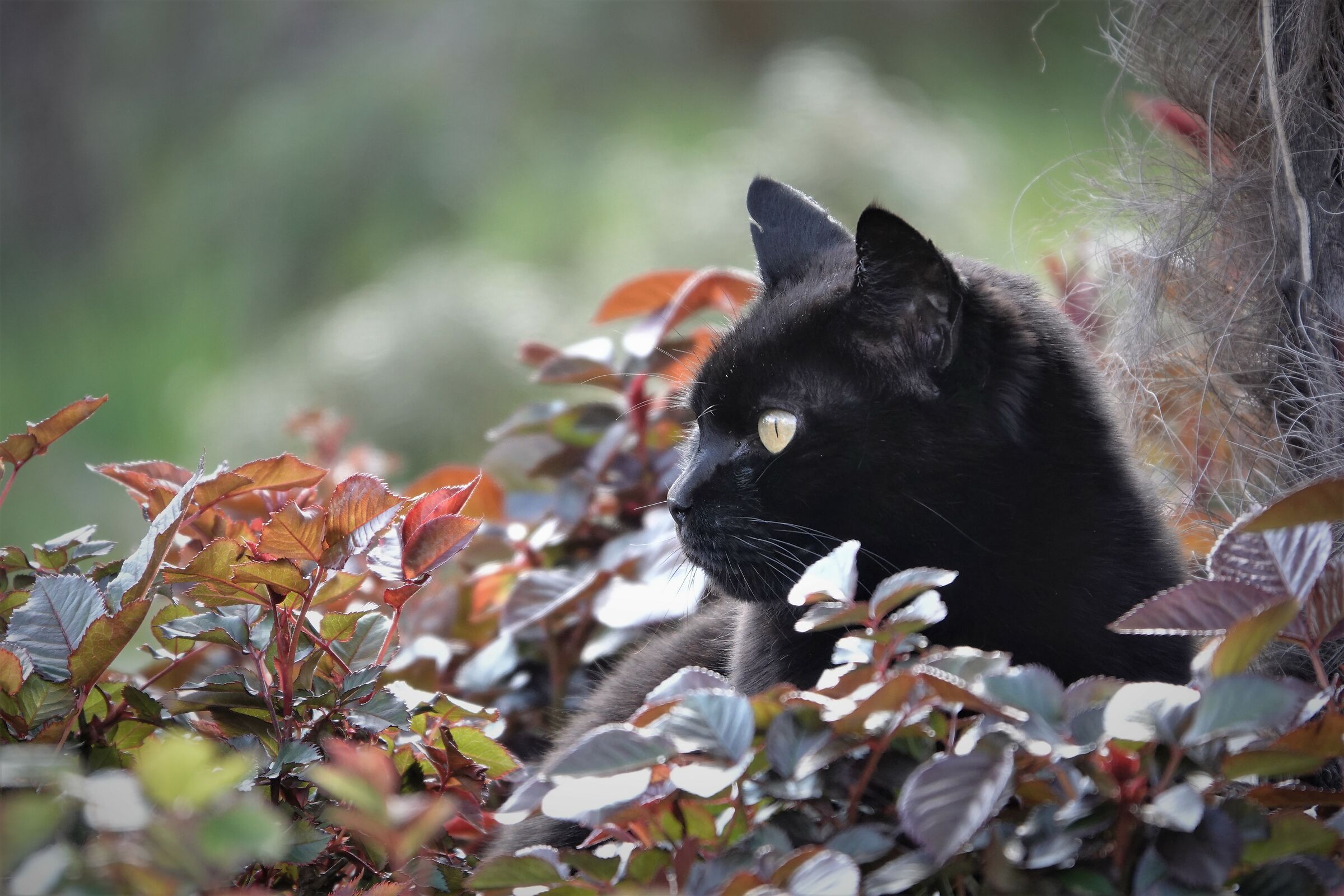 "I've been looking at a cat..."