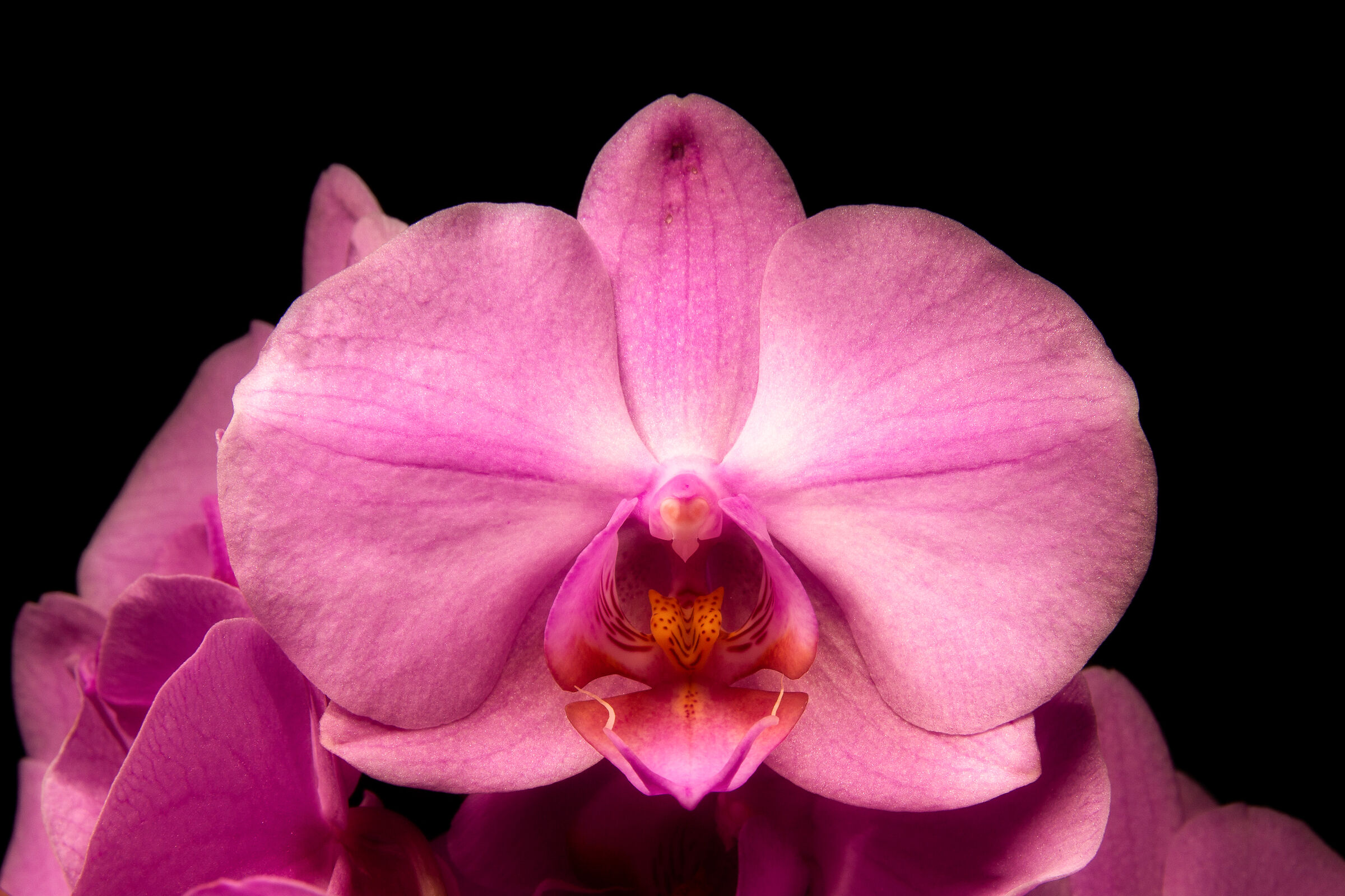 Orchid