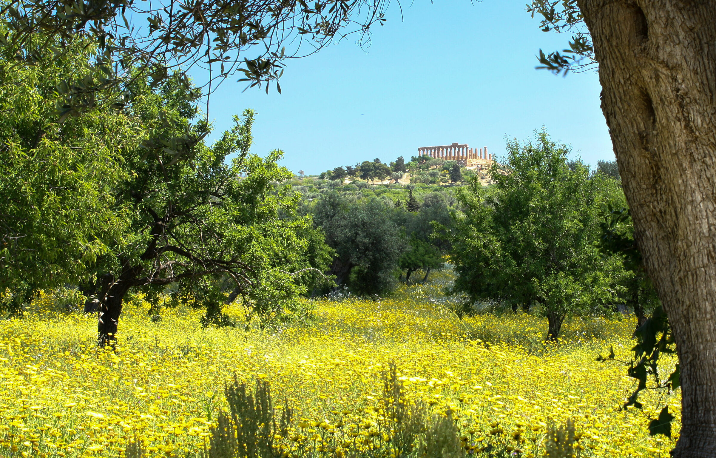 Primavera alla Valle dei Templi