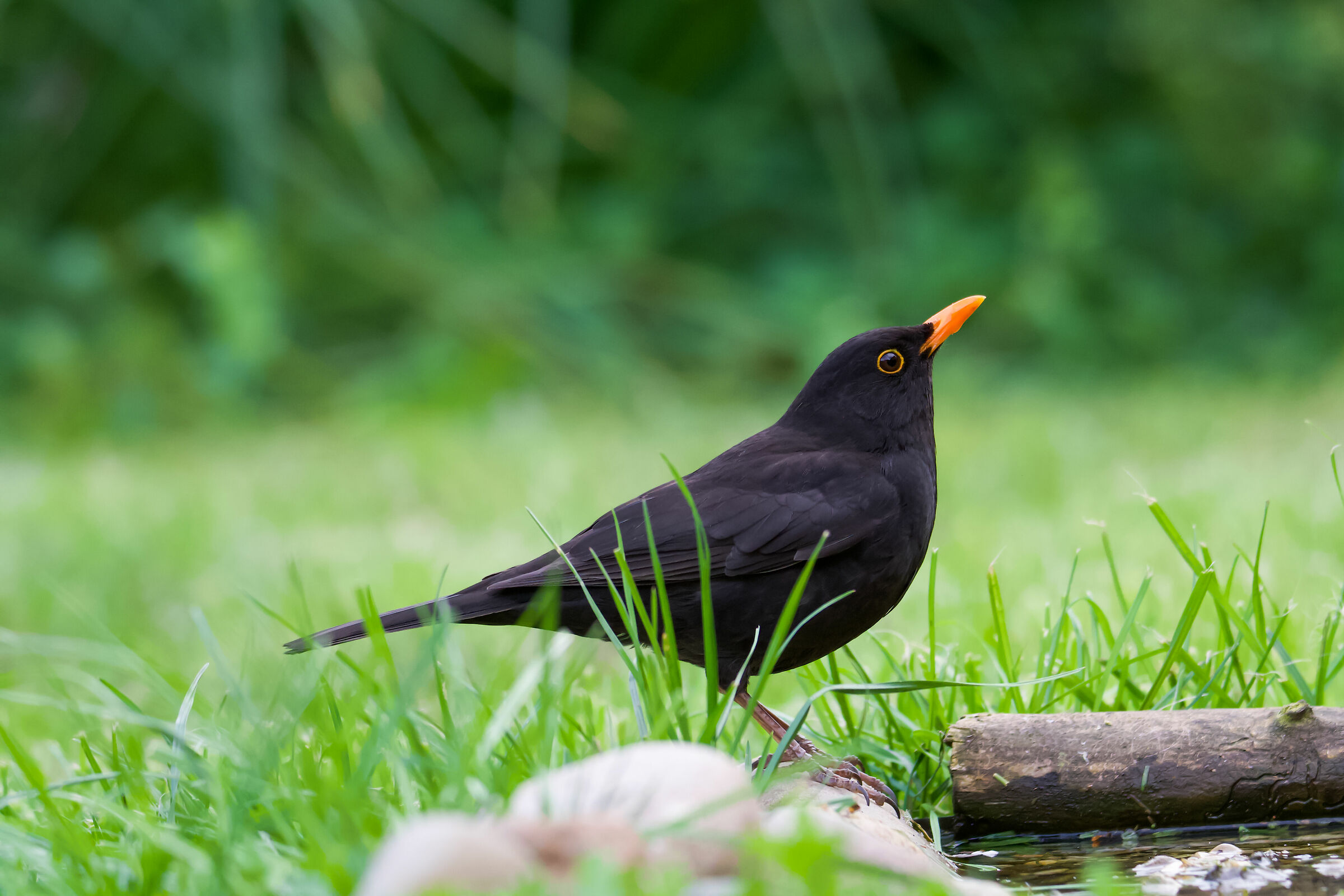 Male blackbird posing
