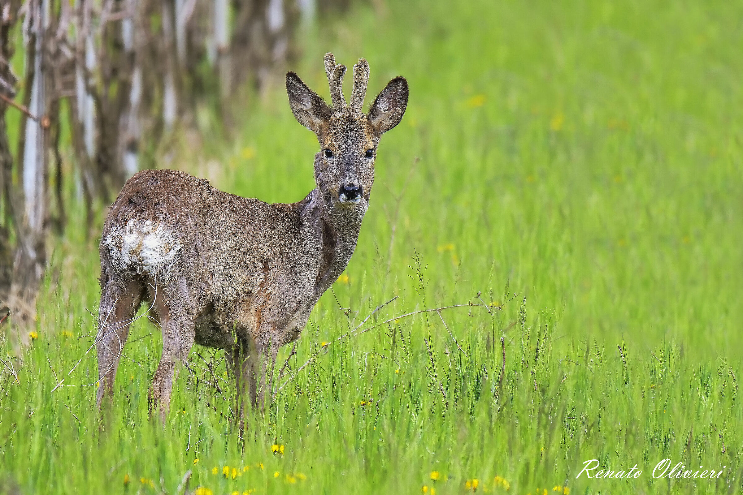 Capriolo maschio (Capreolus capreolus)