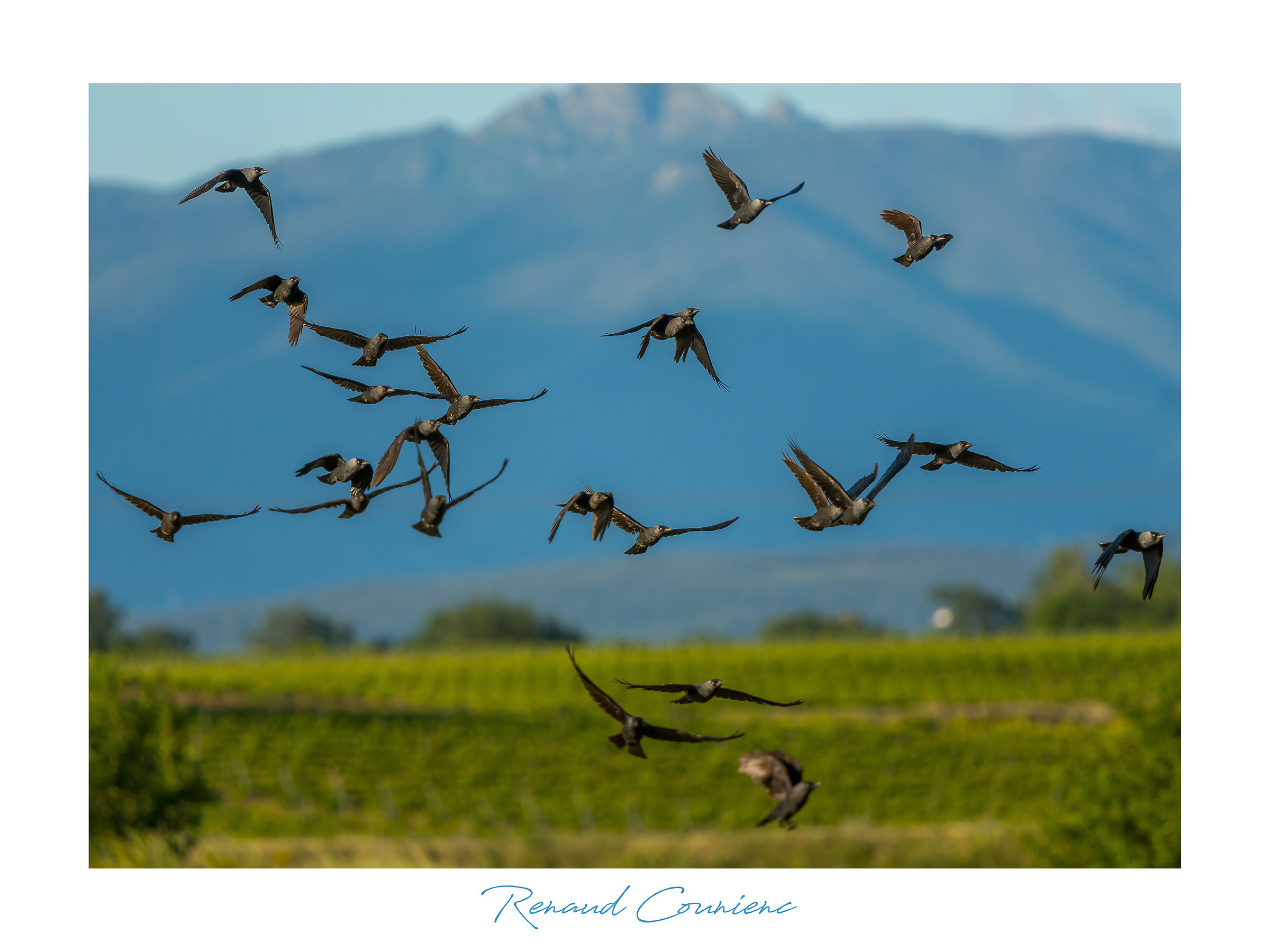 Choucas des tours (Coloeus monedula)