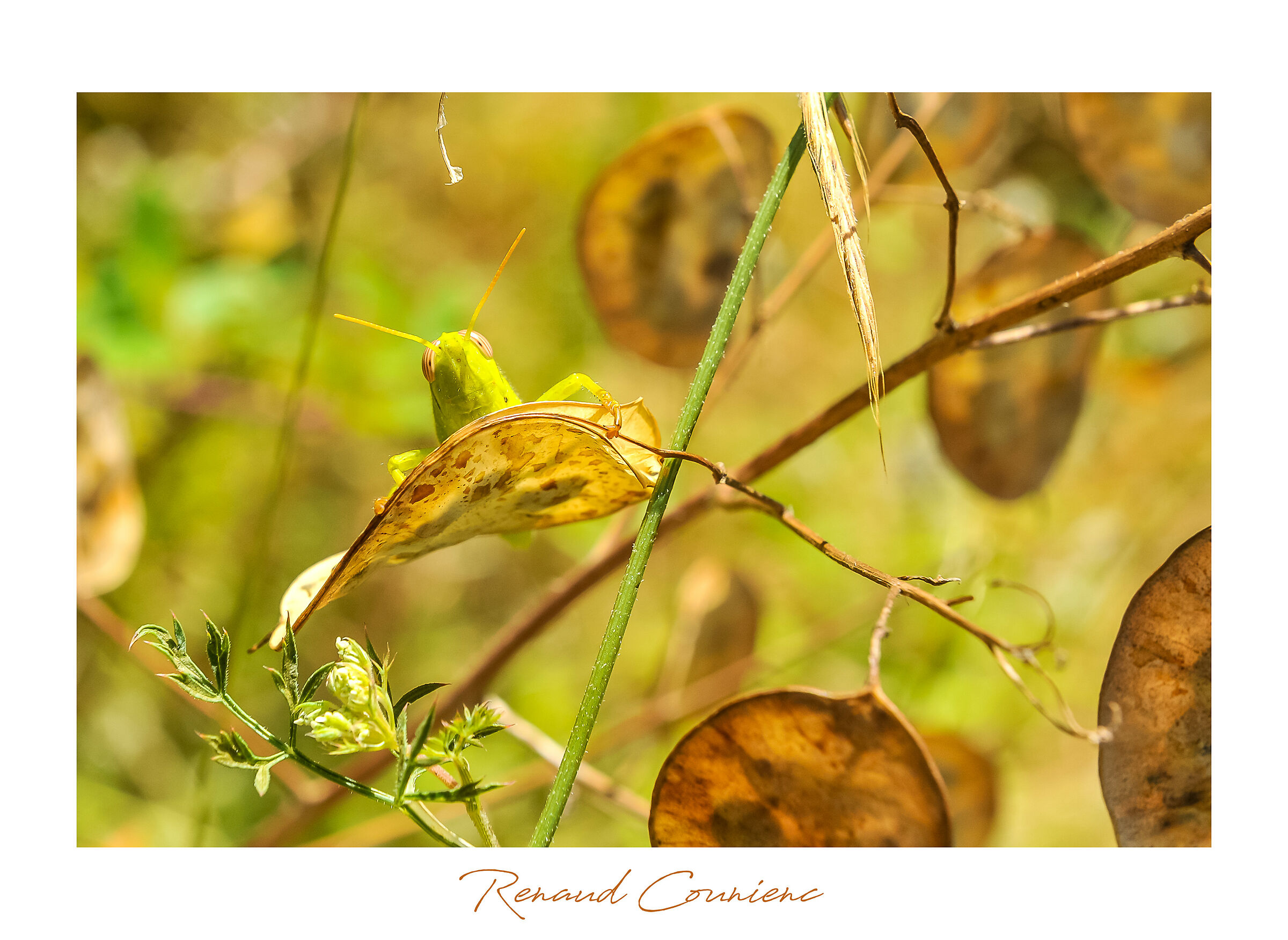 Anacridium aegyptium