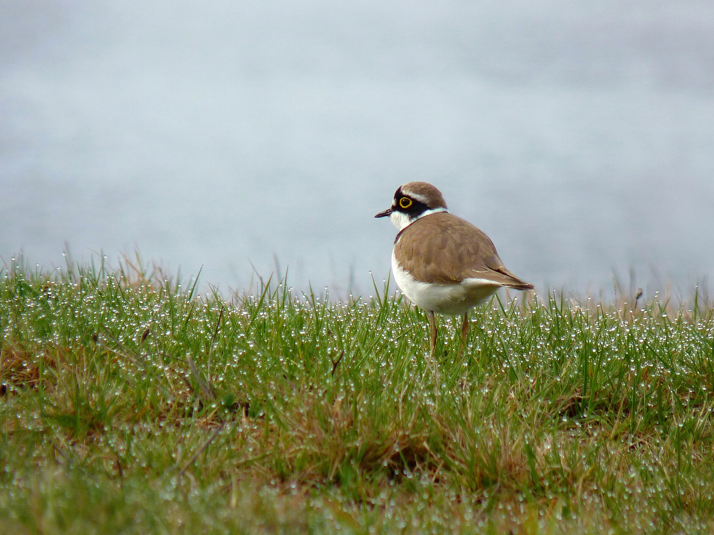 piviere uccello 1 (Charadrius dubius)