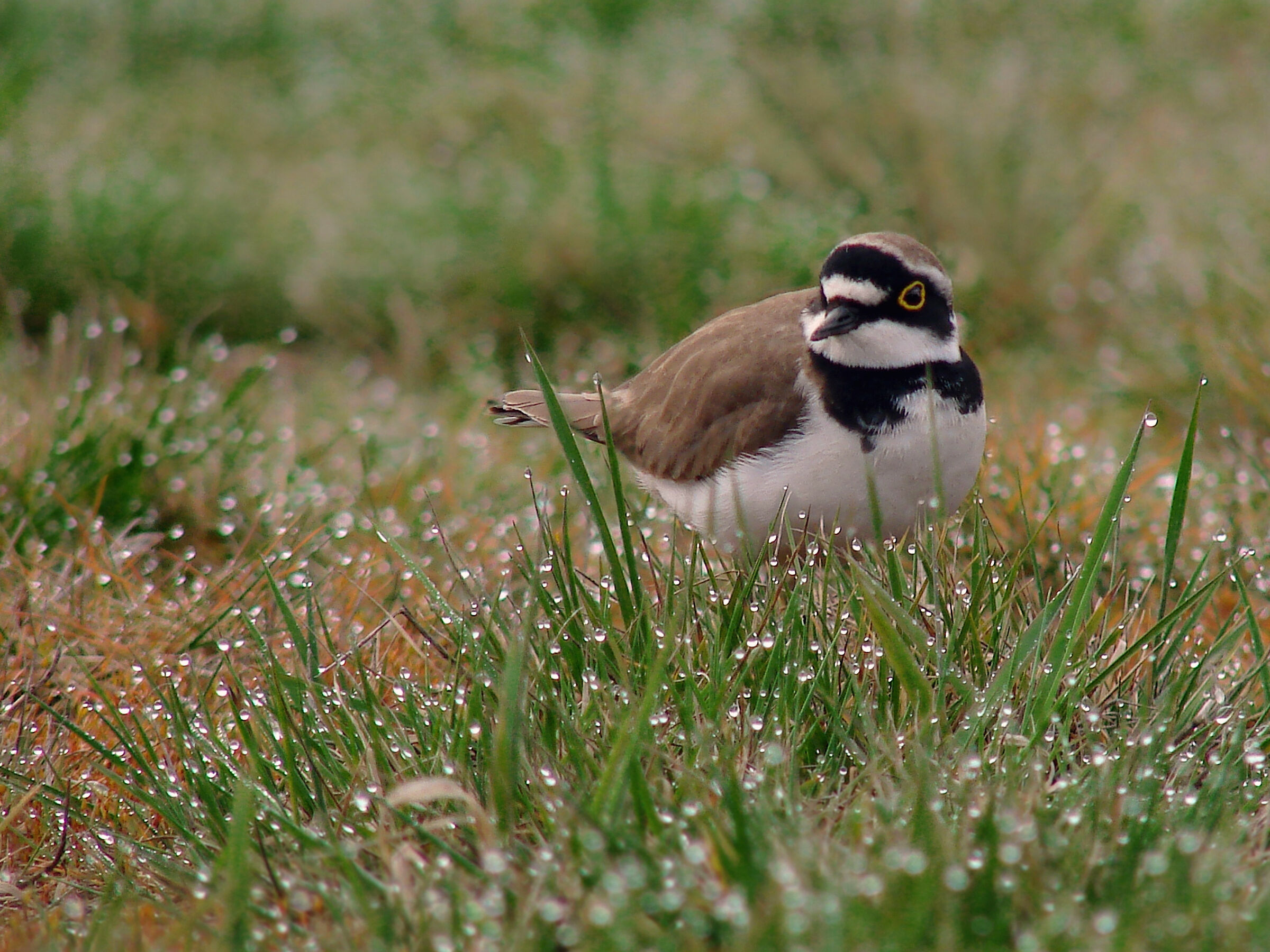 plover bird 2 (Charadrius dubius)