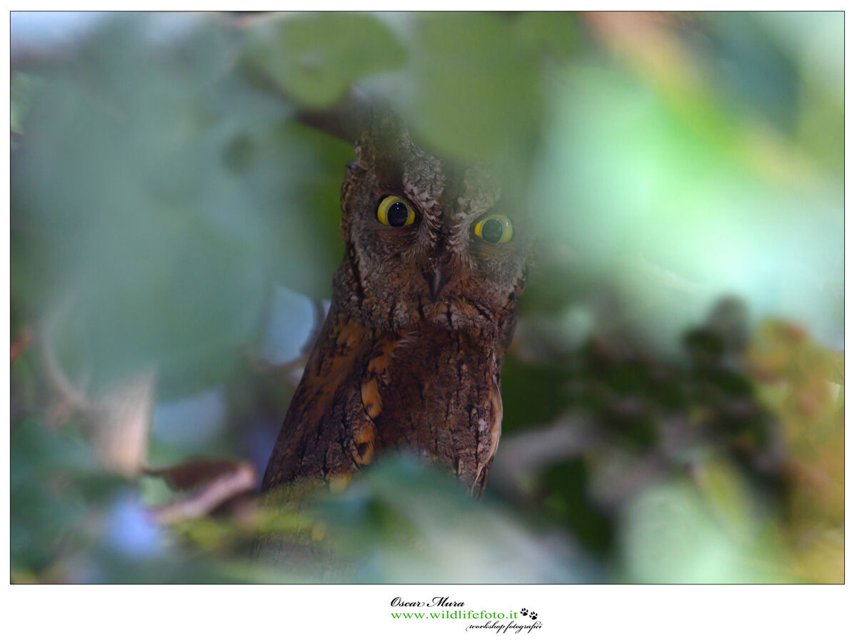 Otus scops