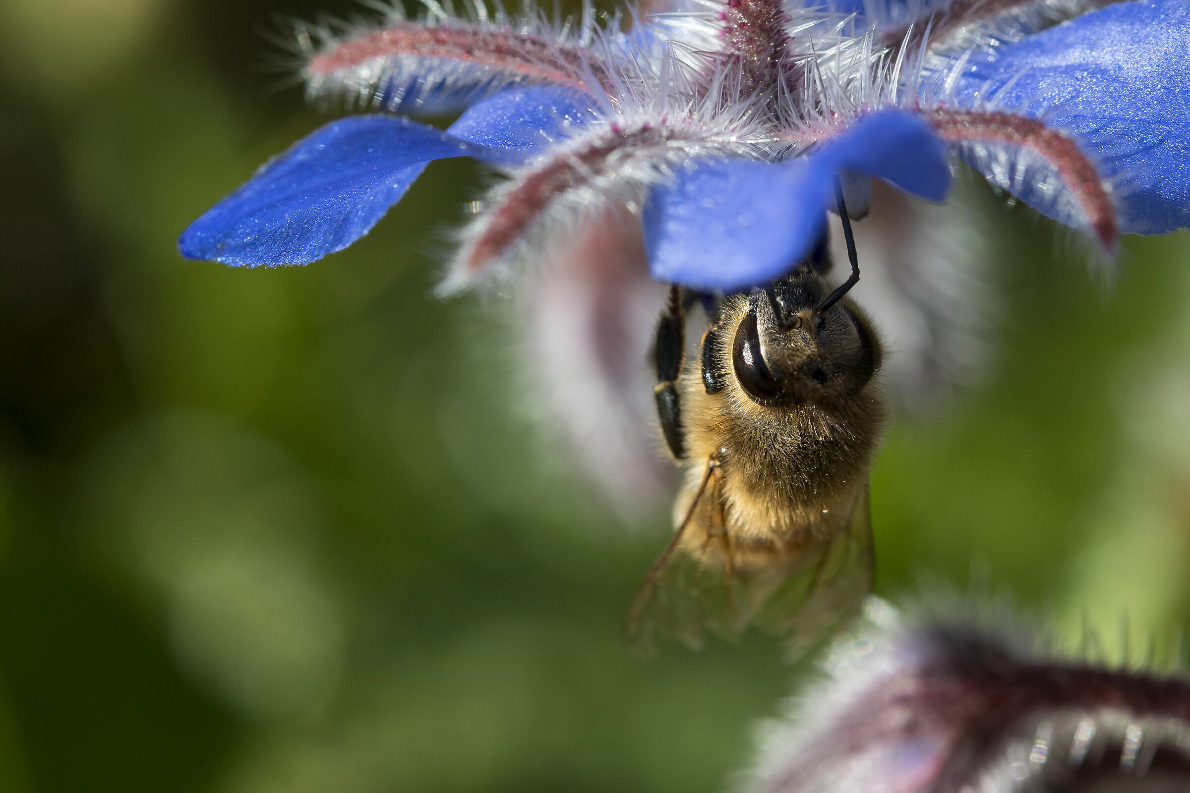 Ape su fiore di borragine(o forse il contrario)