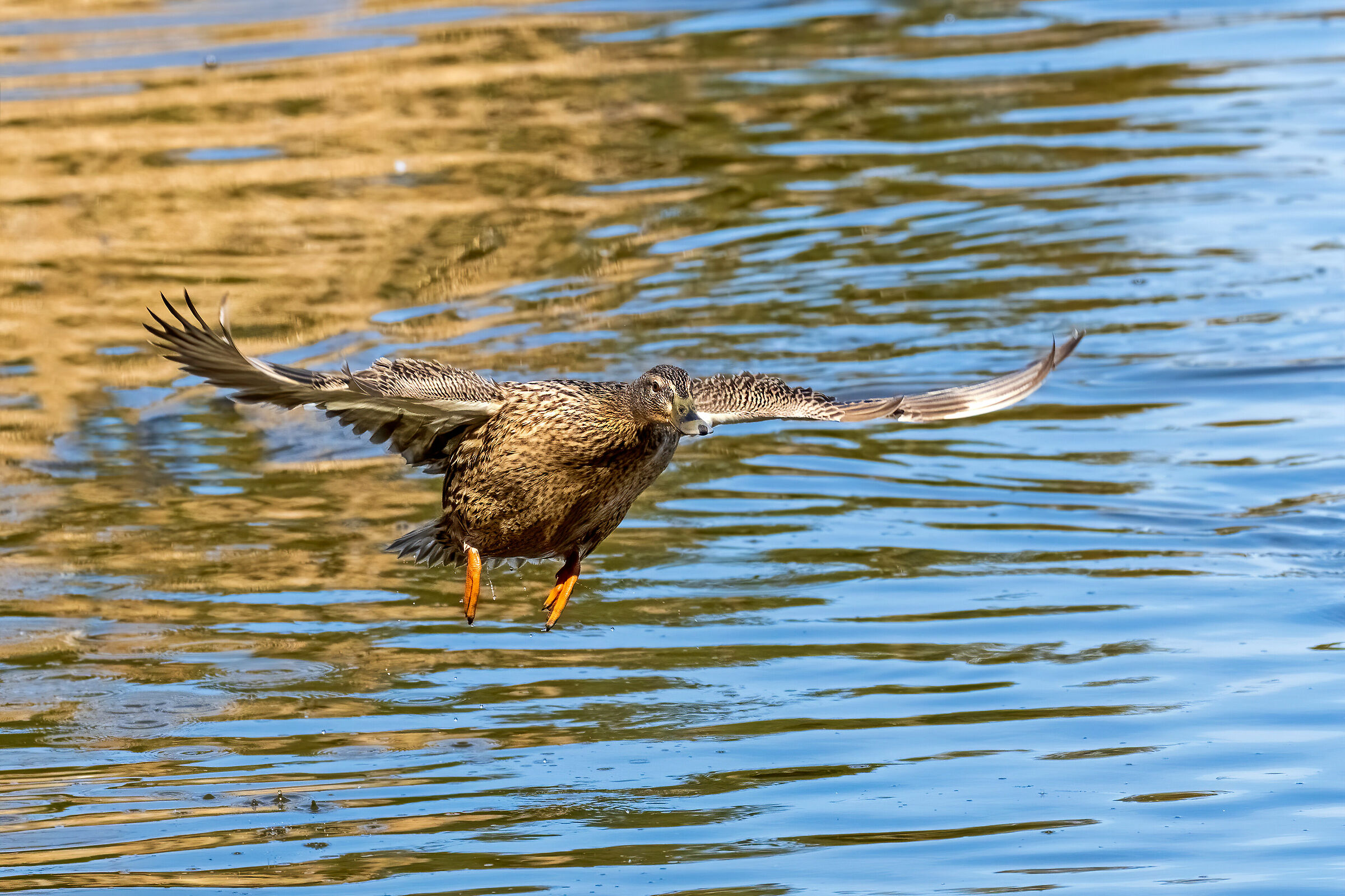 Female duck takeoff