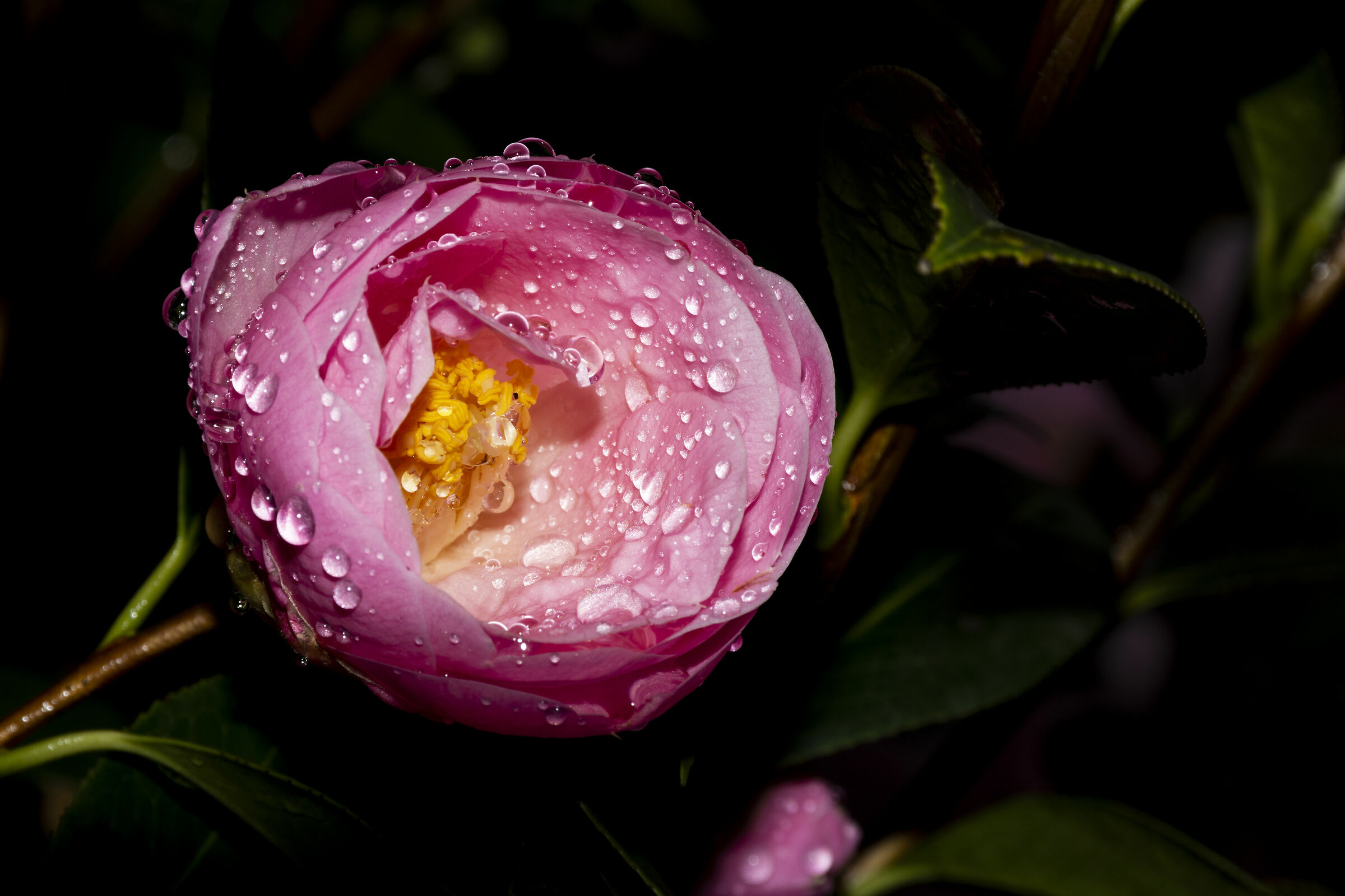 Fiore dopo la pioggia