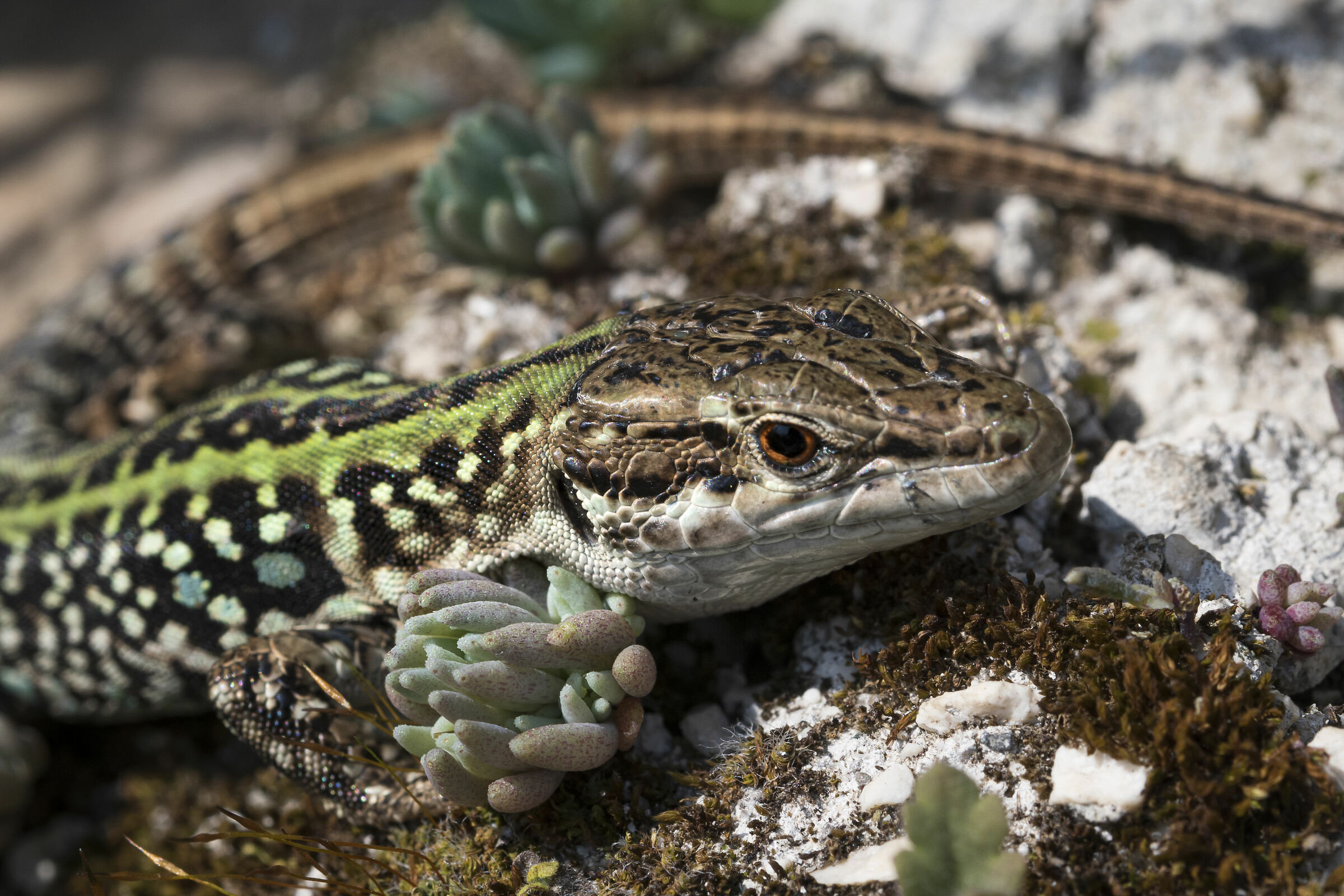 lucertola in posa 2