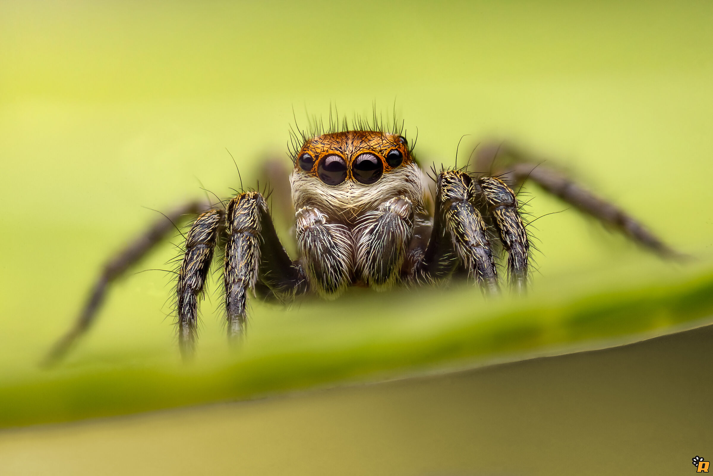 Phlegra bresnieri maschio immaturo