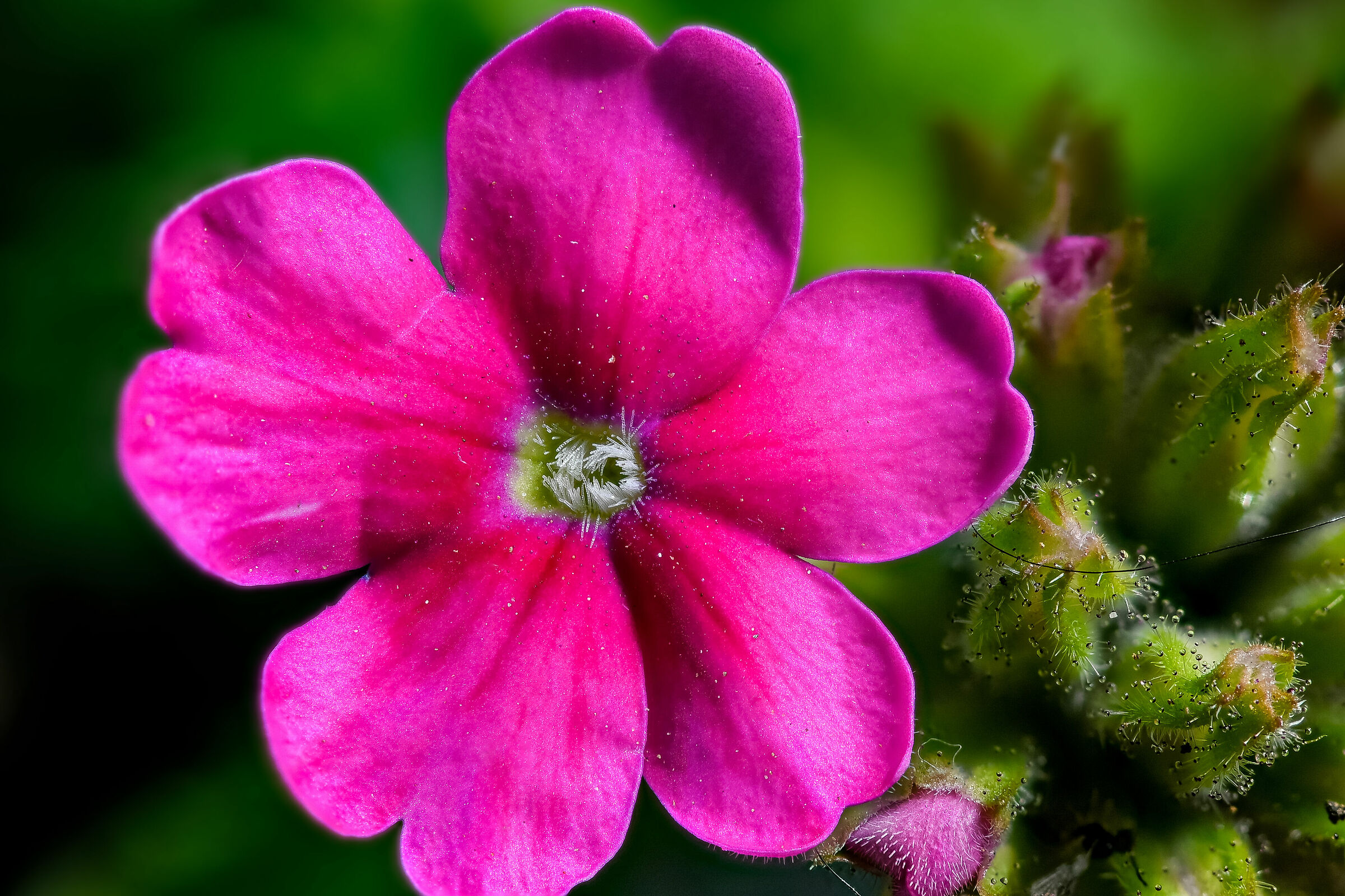 #fiore #focusstacking #macro #nikon #nikon #nikon #nikonz6 #...