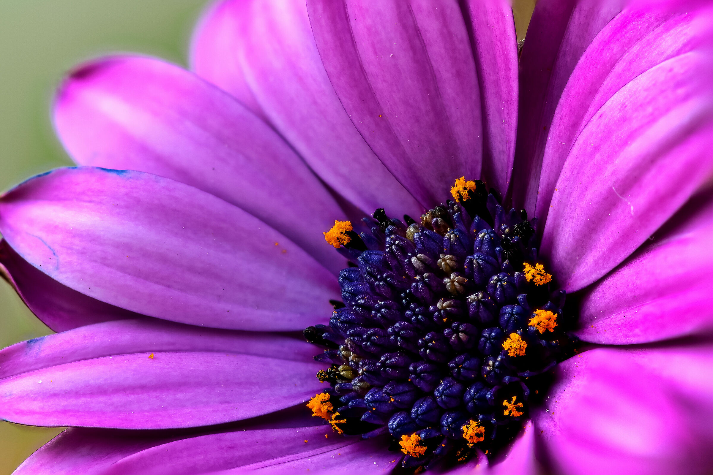 #fiore #focusstacking #macro #nikon #nikon #nikon #nikonz6 #...