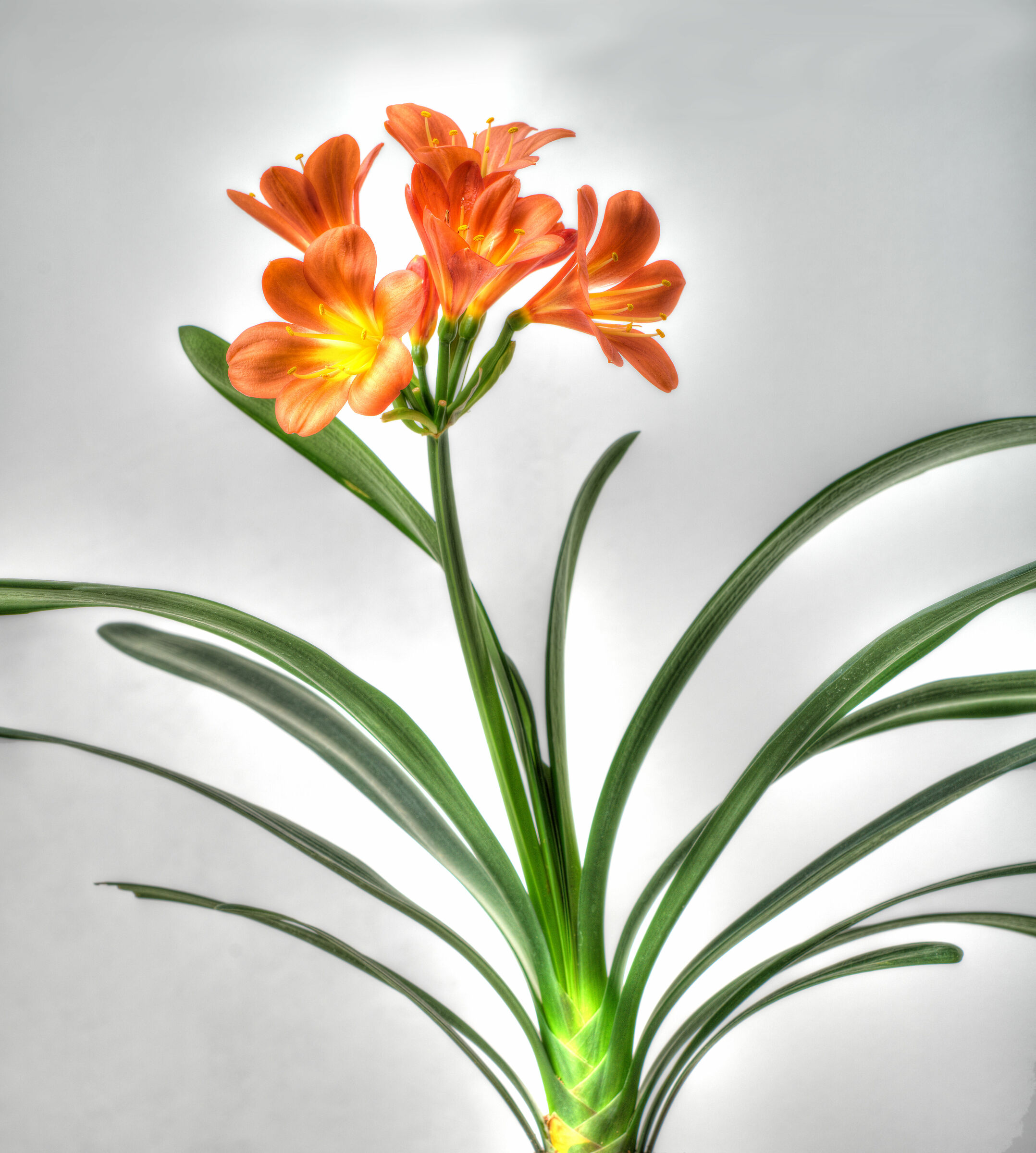 Clivia
