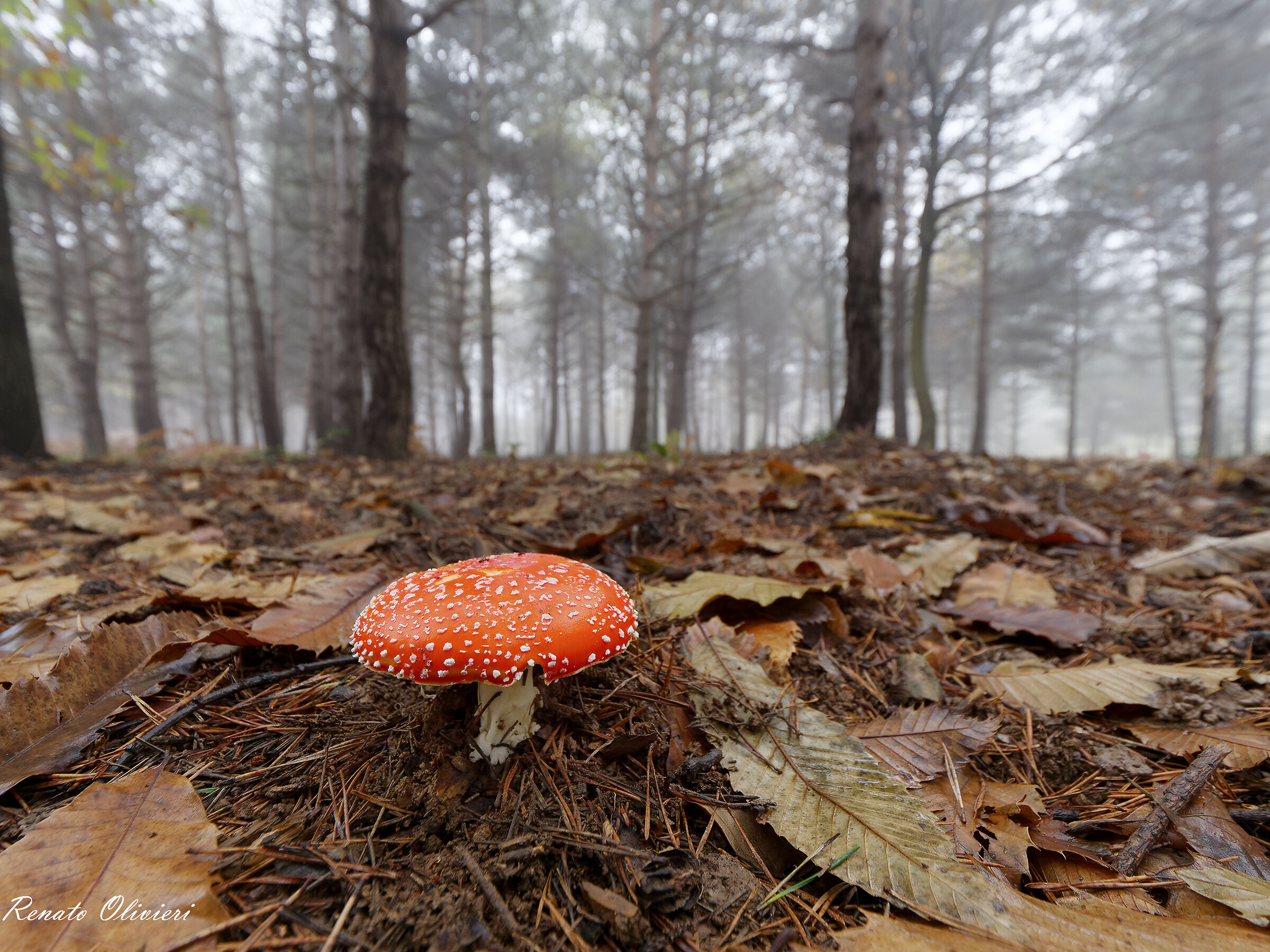 Amanita Muscaria.