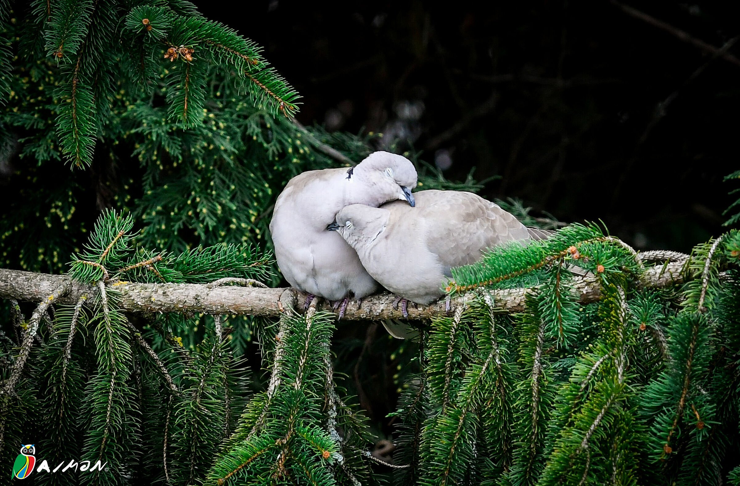 Naturalistica dal Balcone stopcoronavirus