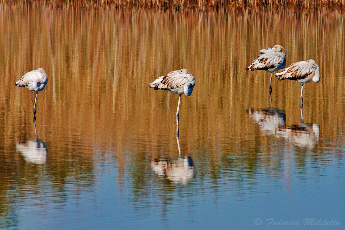 Flamingos young