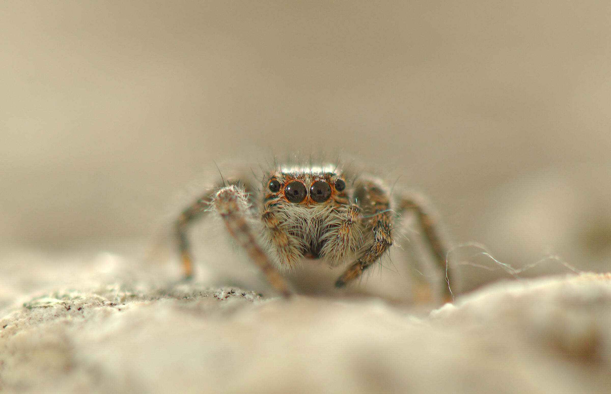Salticidae