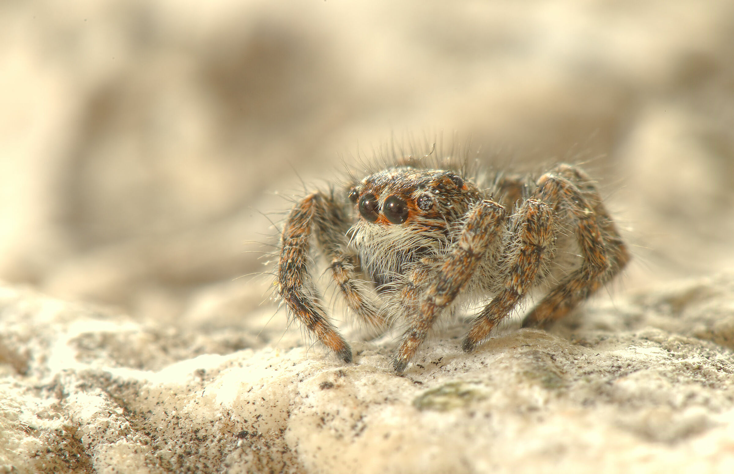 Salticidae