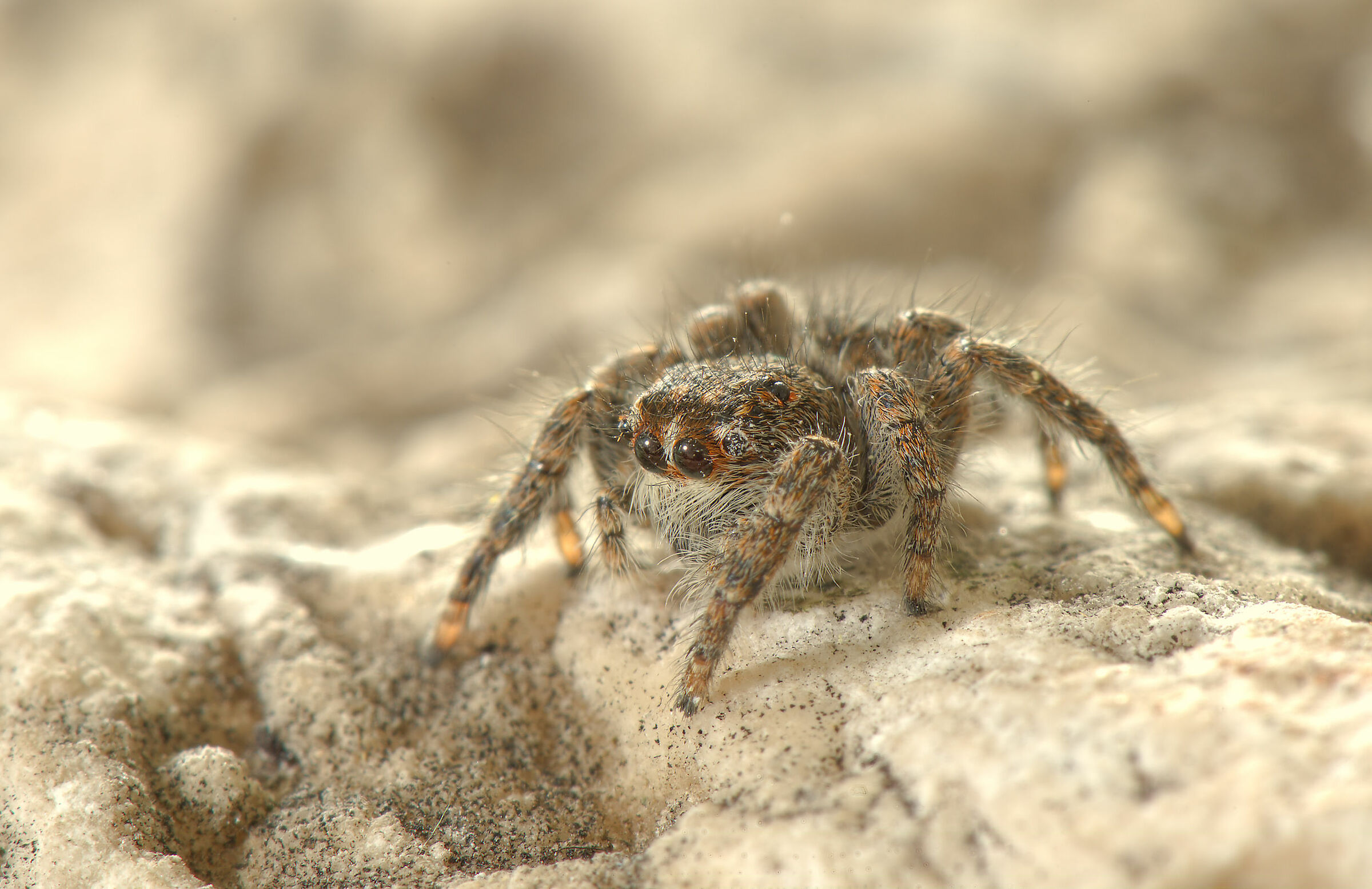 Salticidae