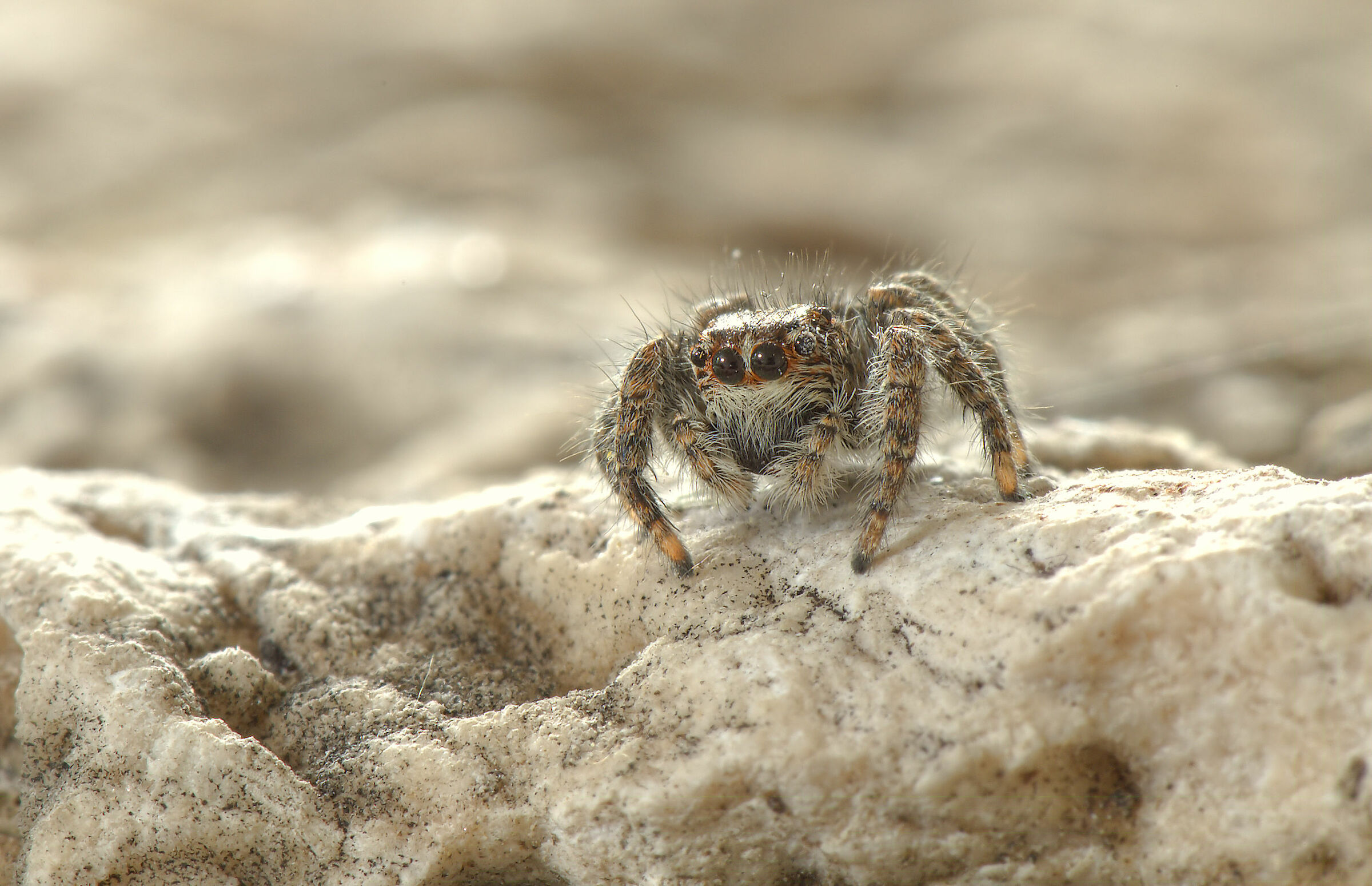 Salticidae