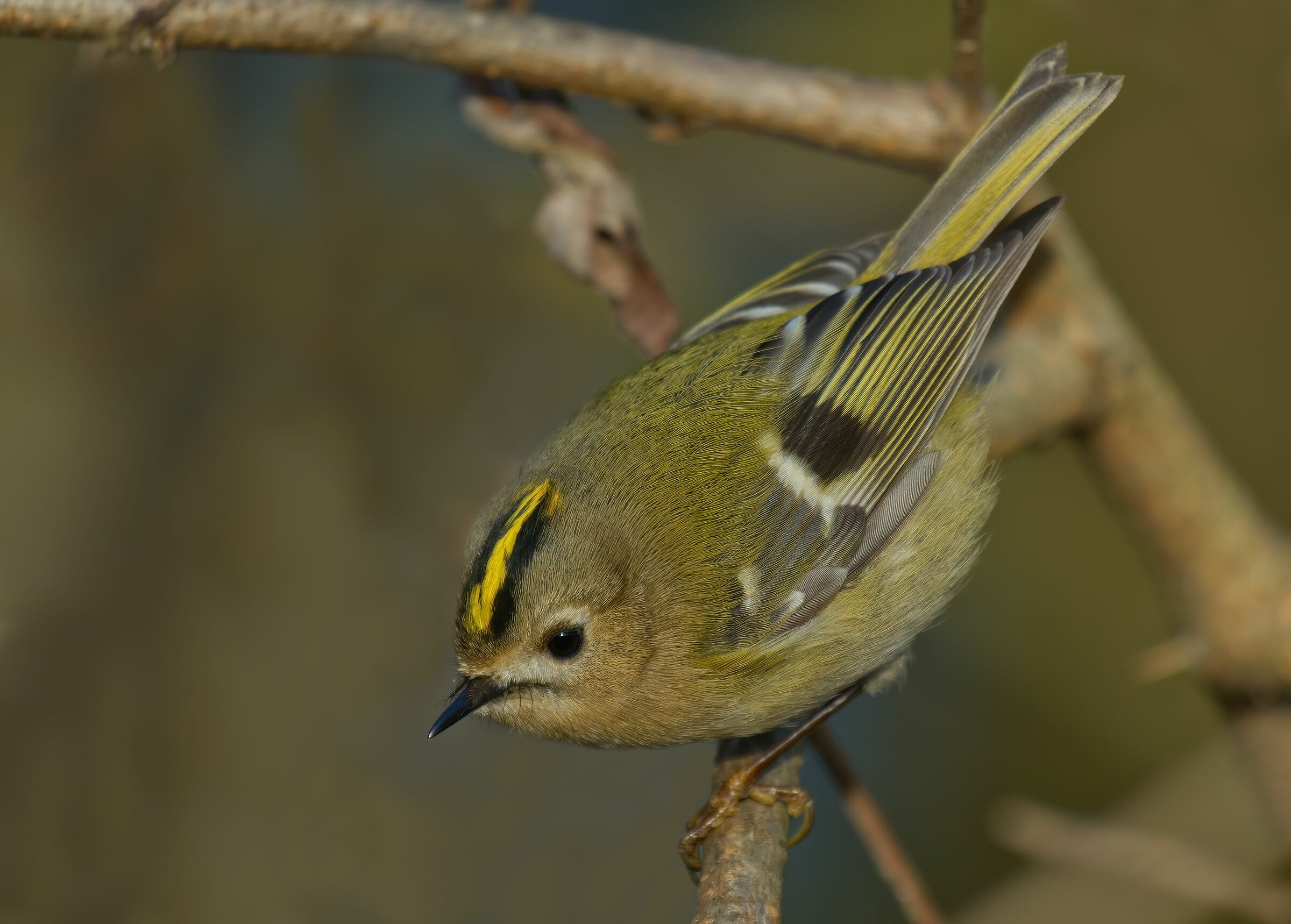 I baffetti del regolo