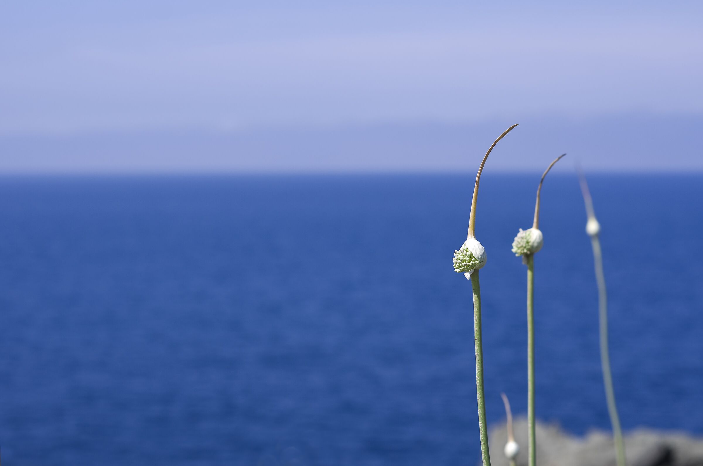 Vegetation in Pantelleria