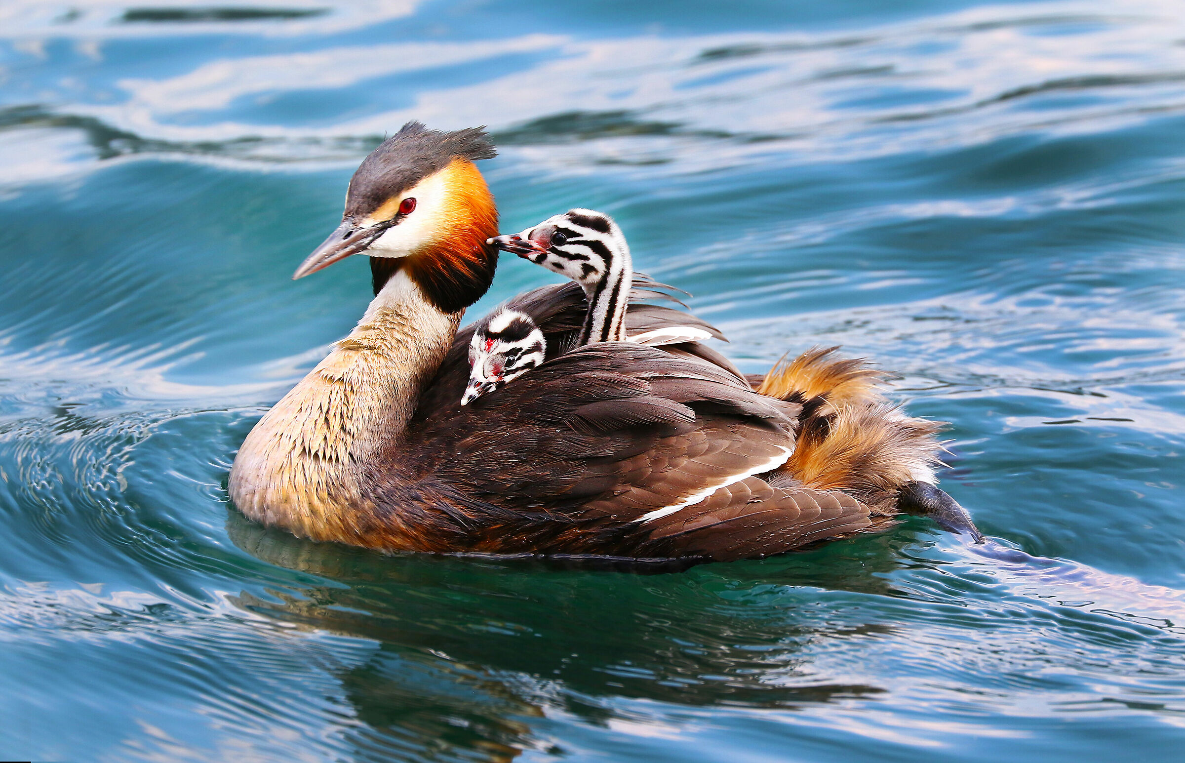 Major flaisite with chicks