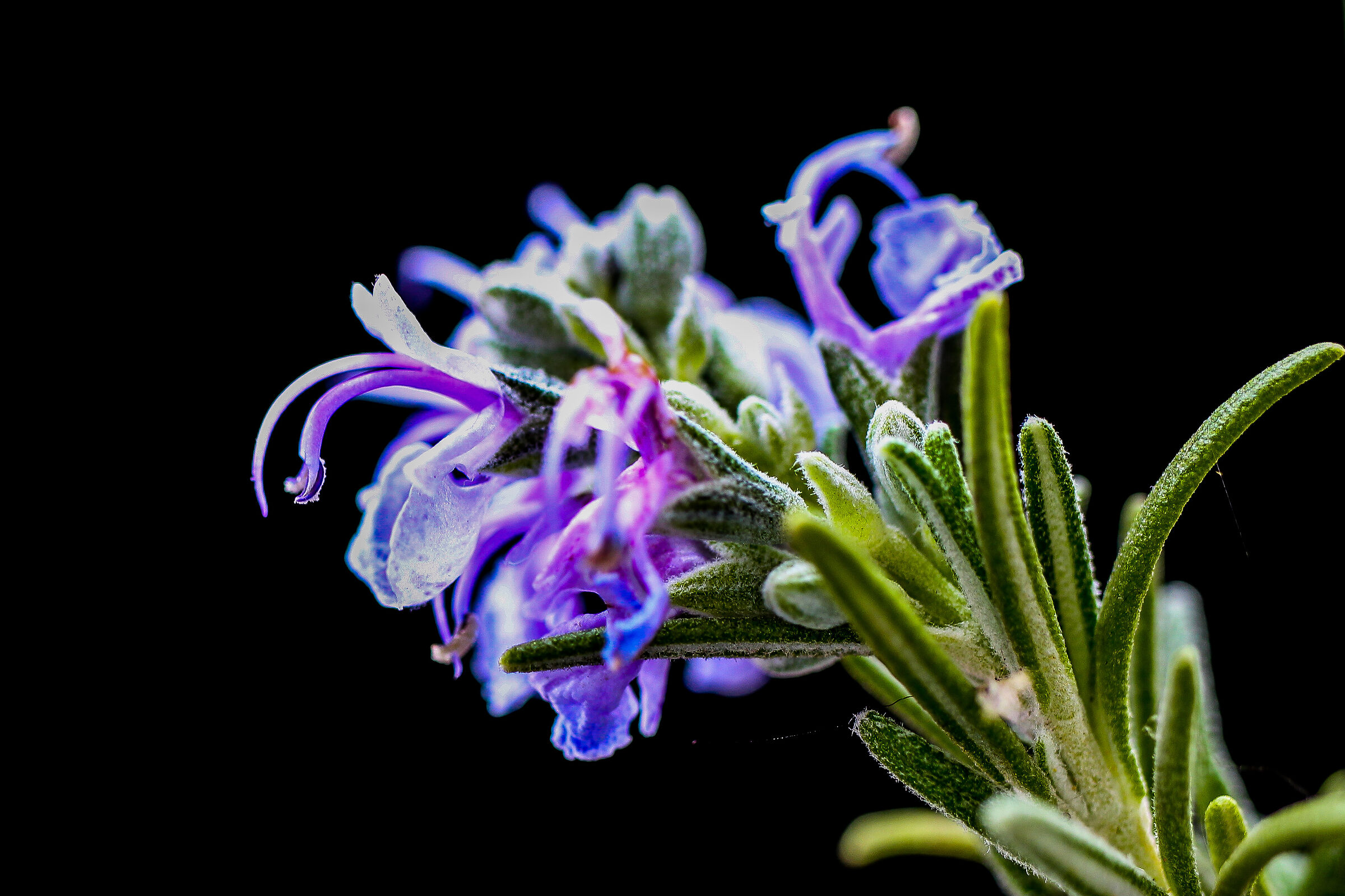 Rosemary flowers