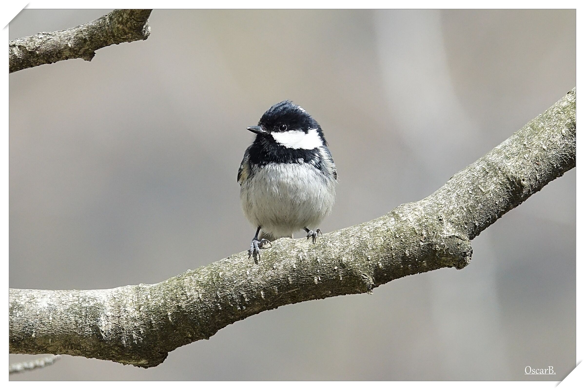Oggi ho incontrato "Una Cinciamora fotogenica"