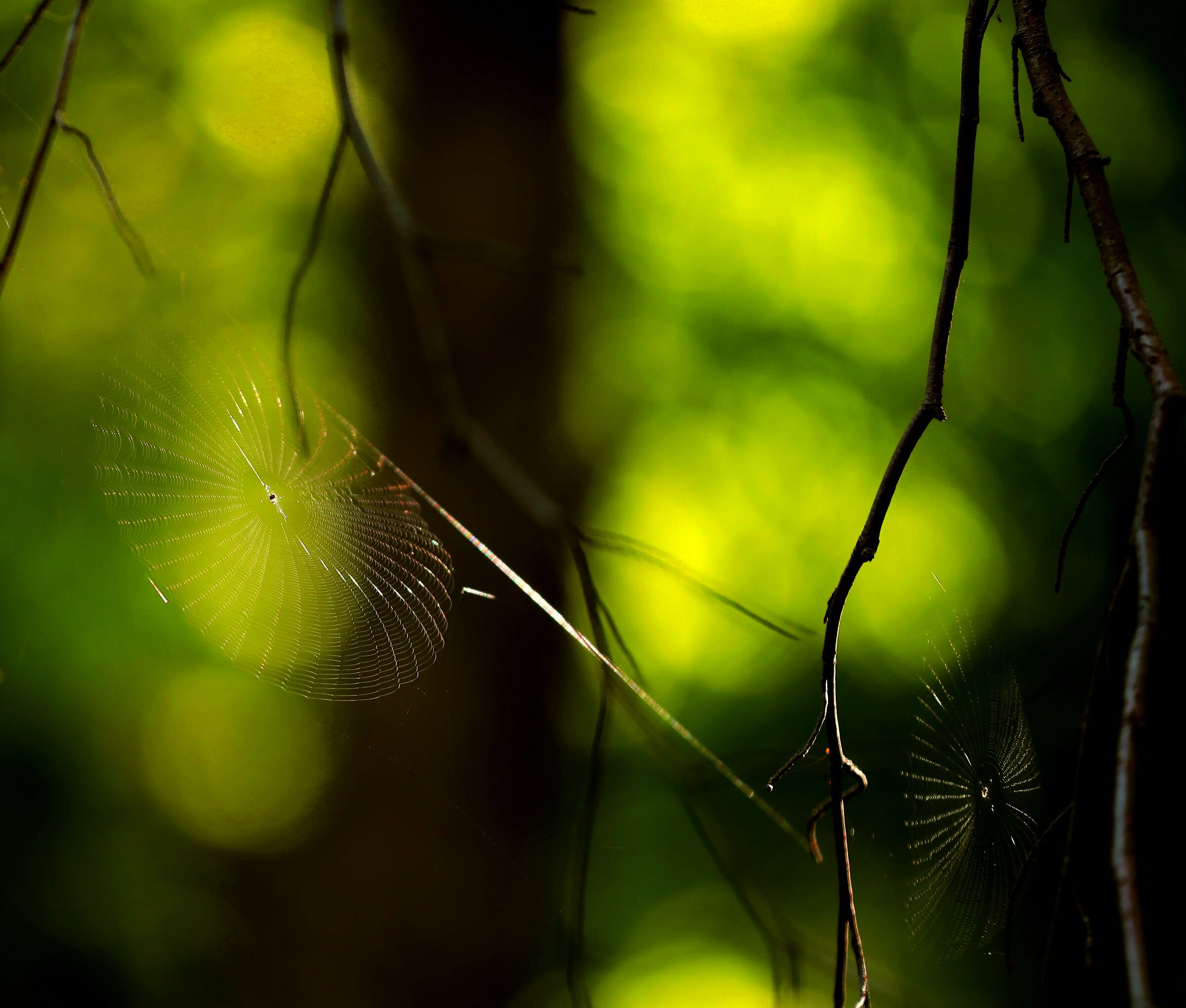 ... Webs at sunset