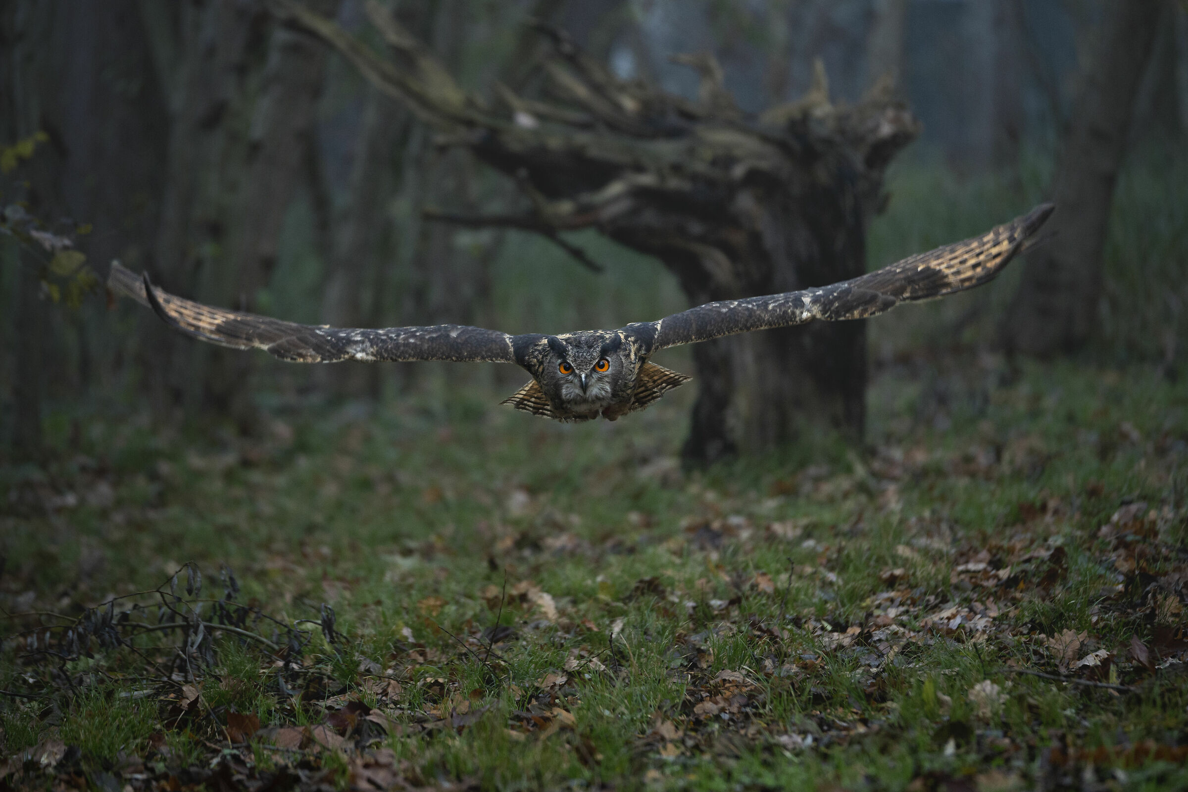 the guardian of the woods