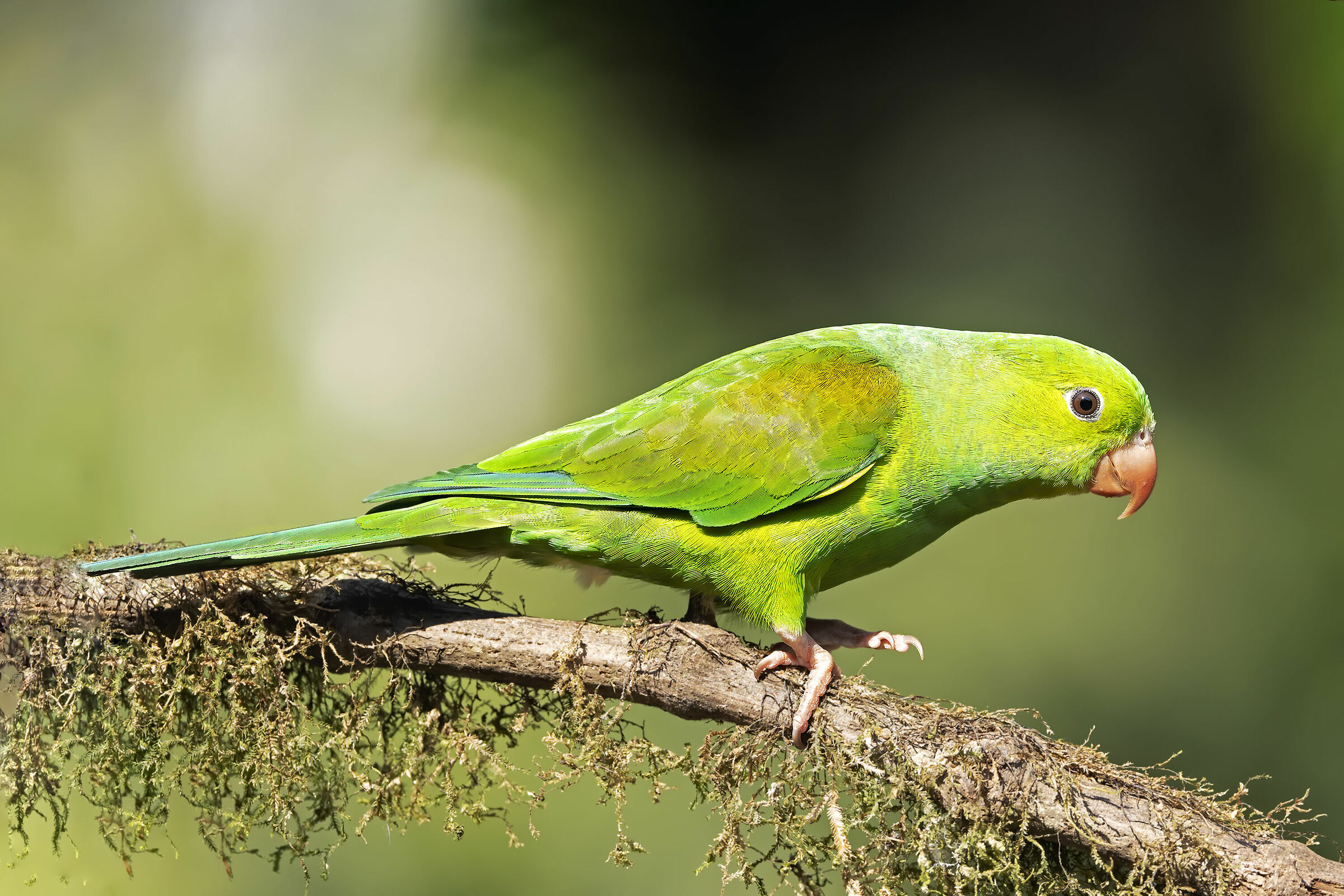 Periquito-de-asa-amarela