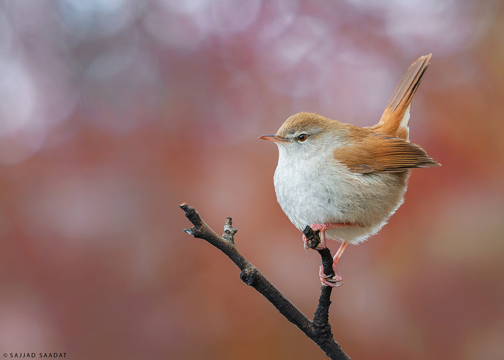Cetti's Warbler